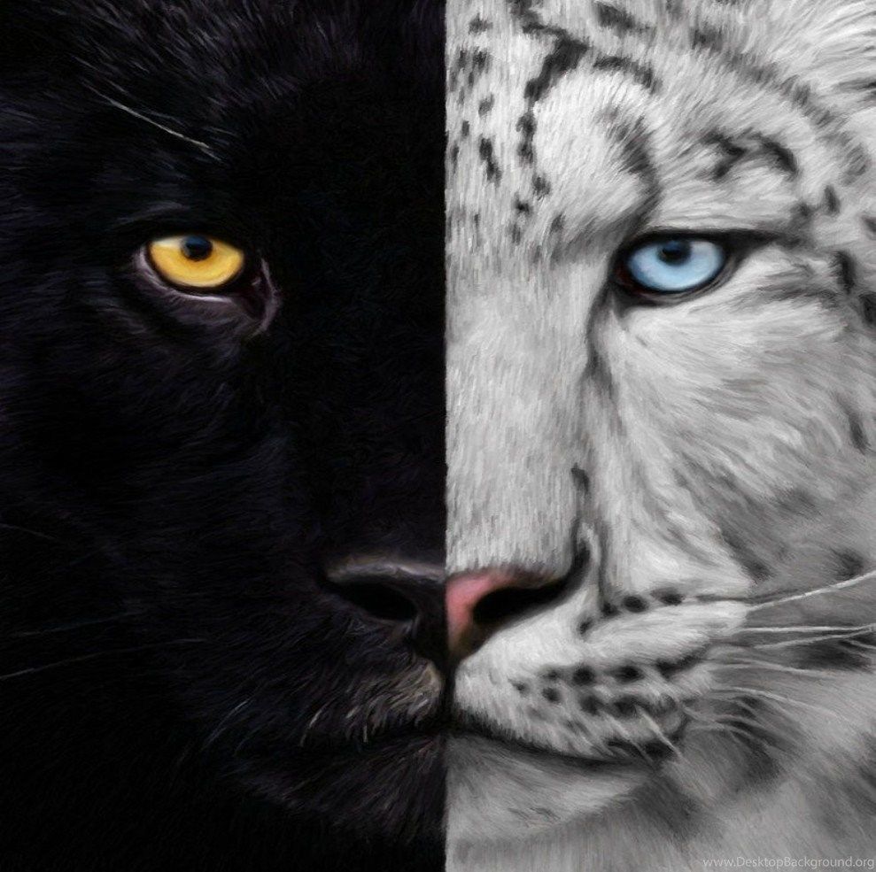 Pantera nera e leopardo bianco, 989x985 HD, Laptop