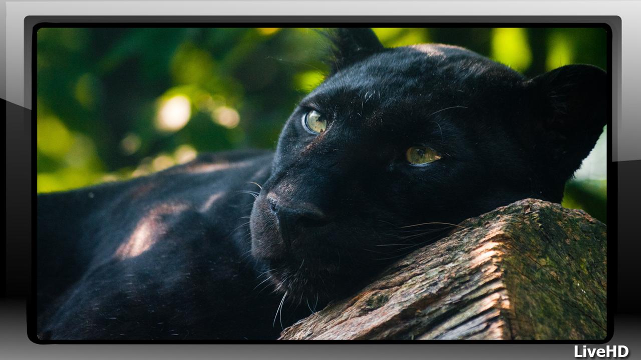Pantera nera su ramo, 3935x2623 UHD, PC 4K