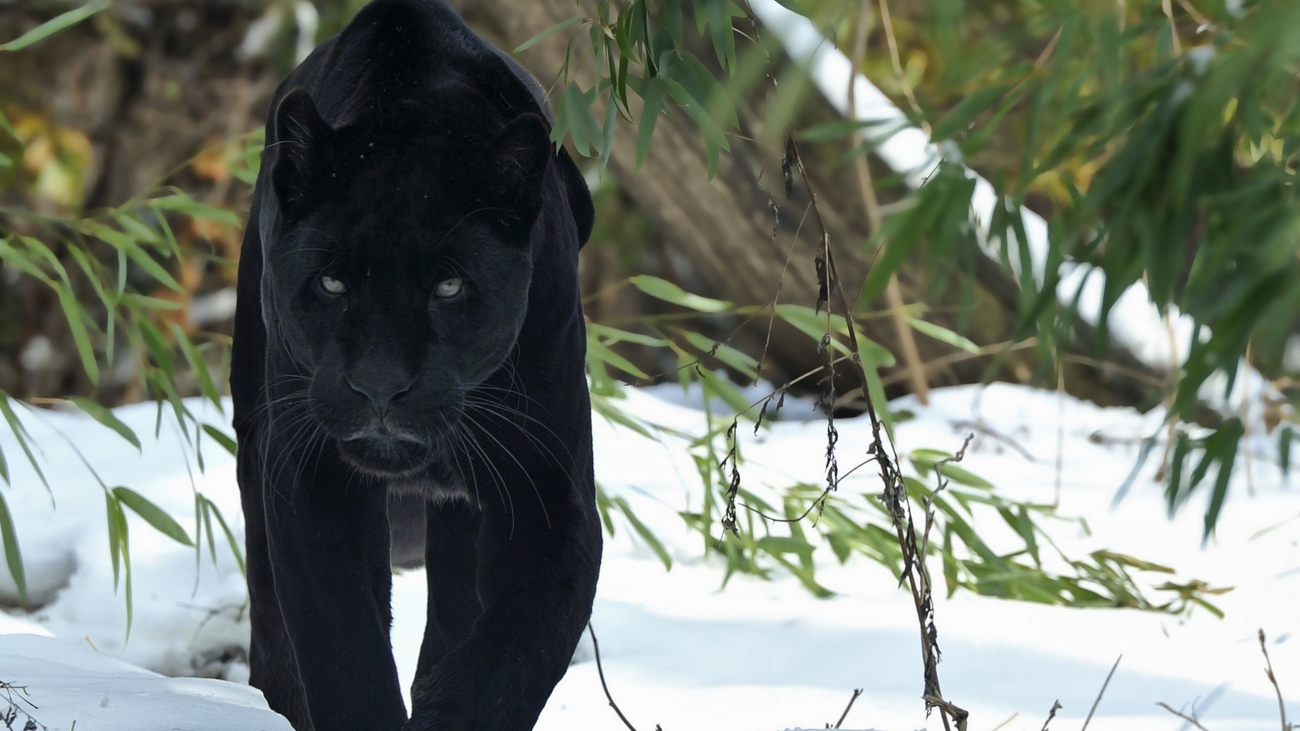Pantera nera nella neve, 2560x1440 QHD, Laptop