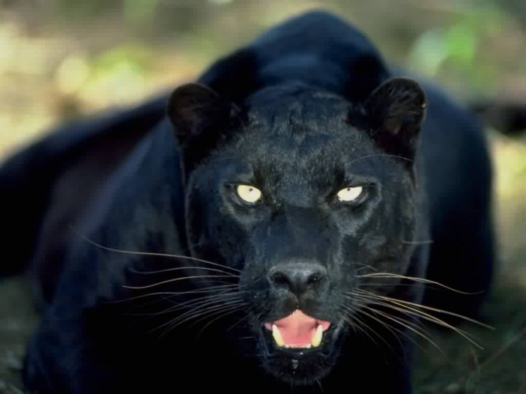 Pantera nera su tronco, 1280x720 HD, Desktop