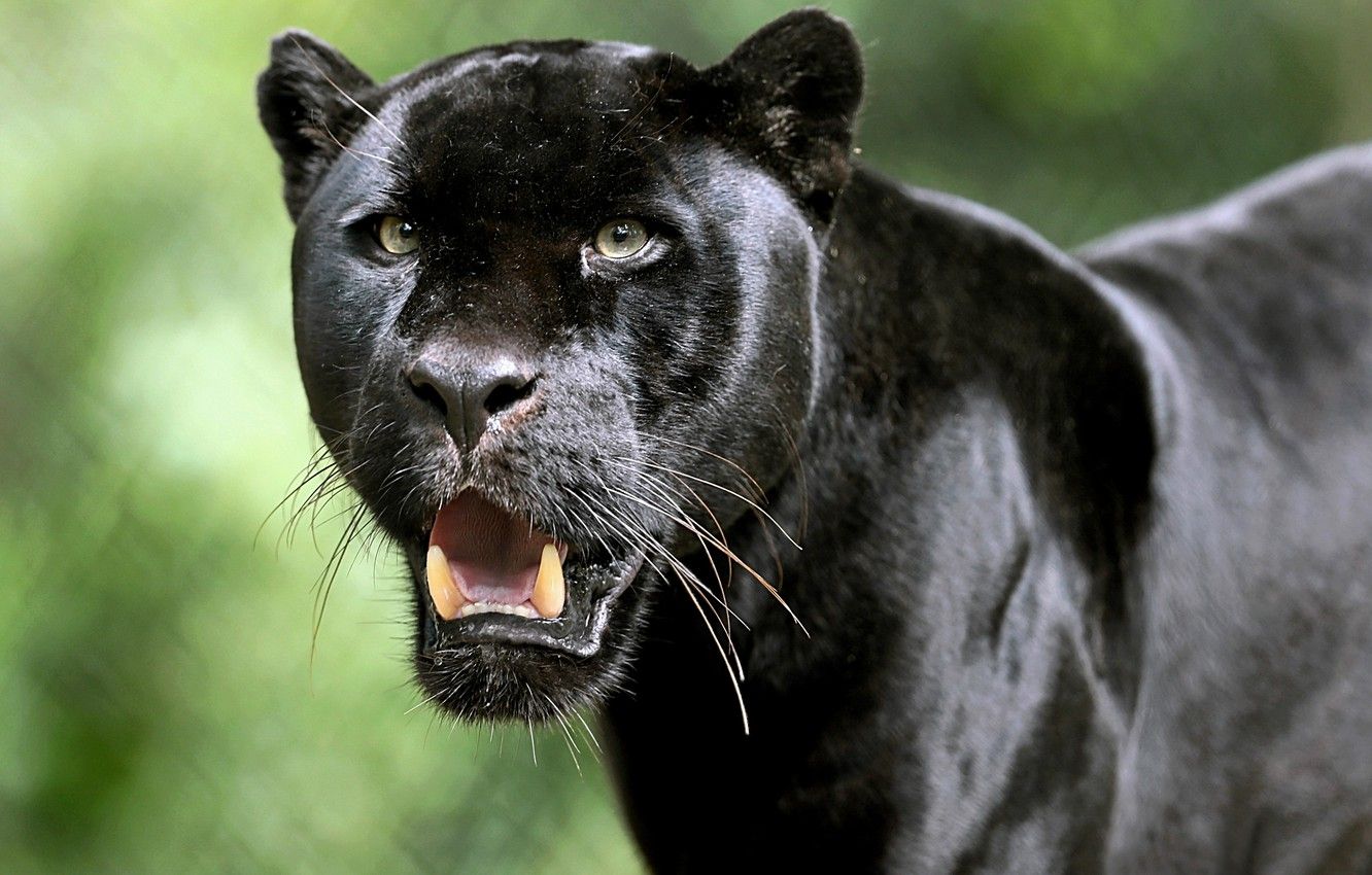 Pantera nera con fauci aperte, 1332x850 HD, Desktop