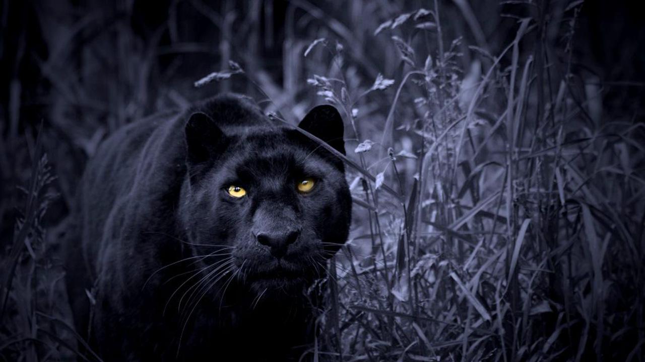 Pantera nera nell'erba, 1280x720 720p, Laptop