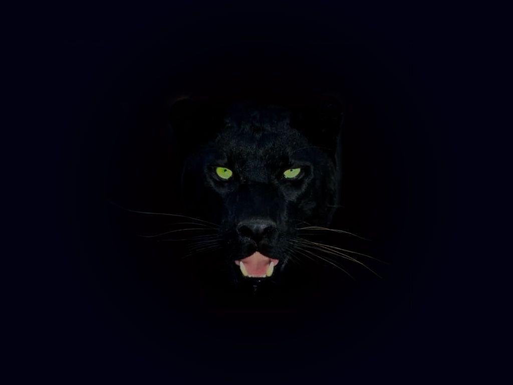Pantera nera occhi verdi, 1024x768 HD, iMac