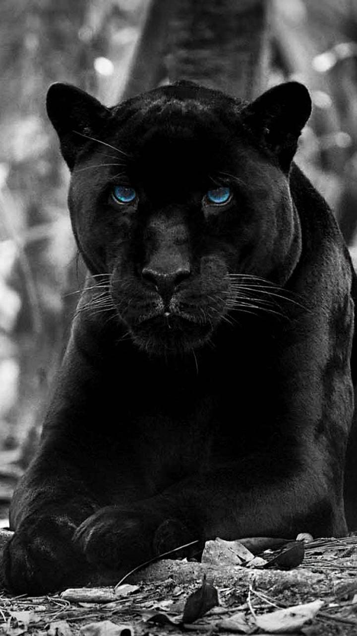 Pantera nera occhi azzurri, 720x1280 Full HD Verticale, Smartphone