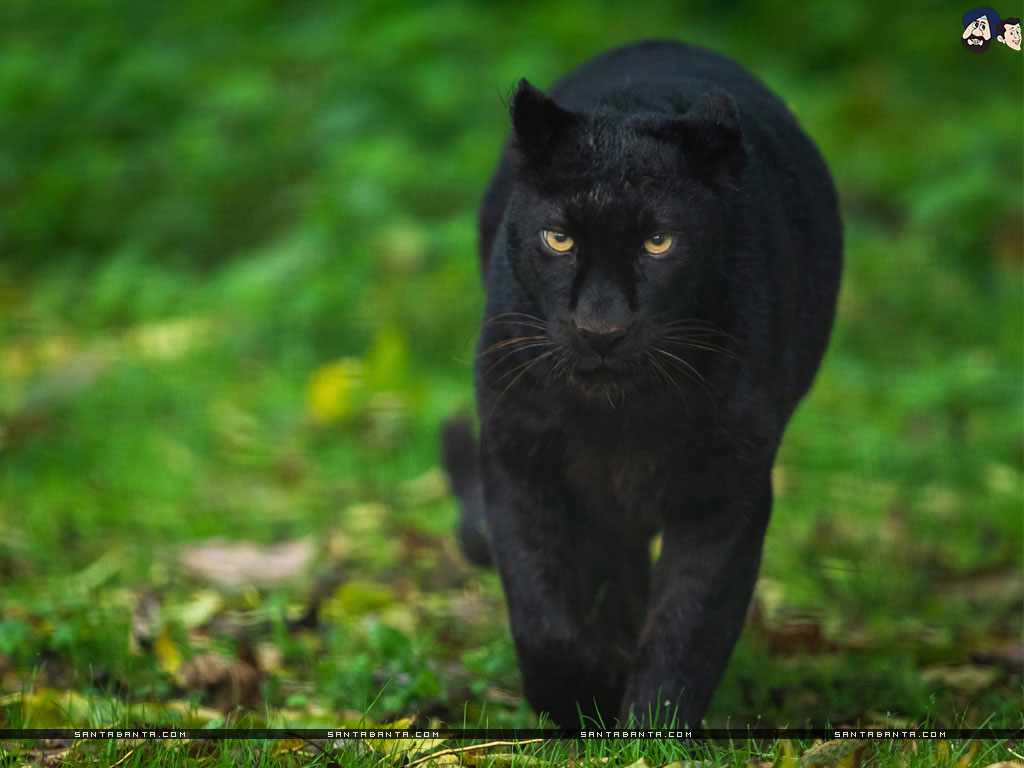 Pantera nera su erba, 1024x768 HD, Desktop
