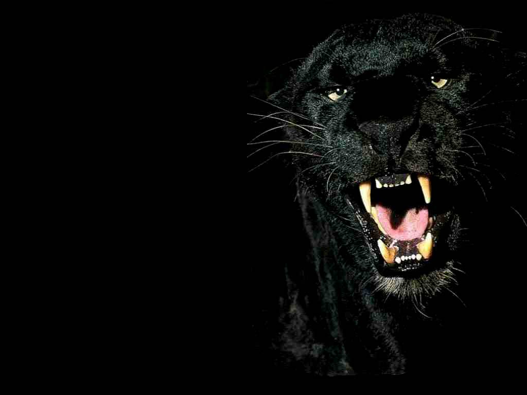 Pantera nera ringhiante, 1024x768 HD, Laptop