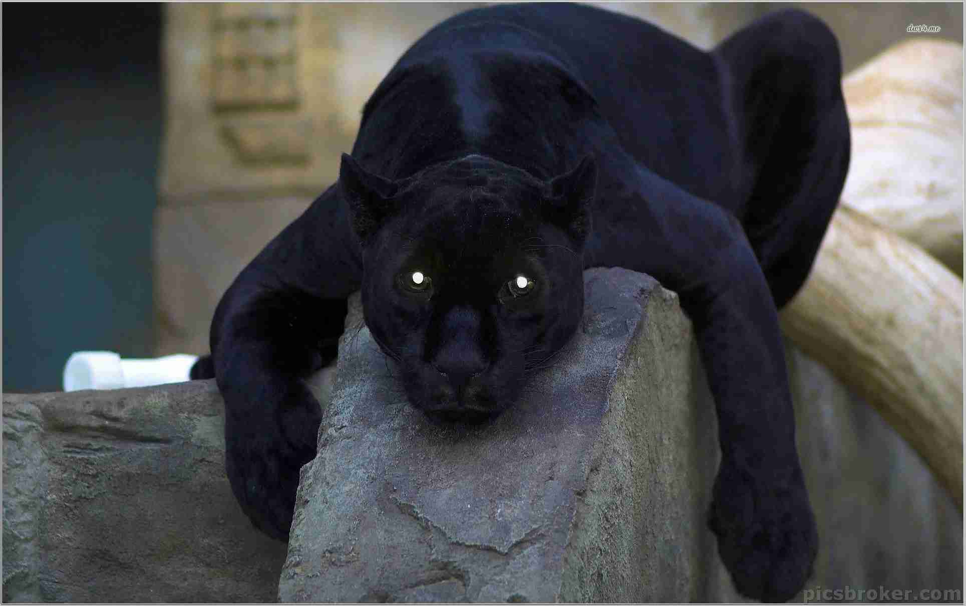 Pantera nera su roccia, 1929x1209 Full HD+ WUXGA, PC