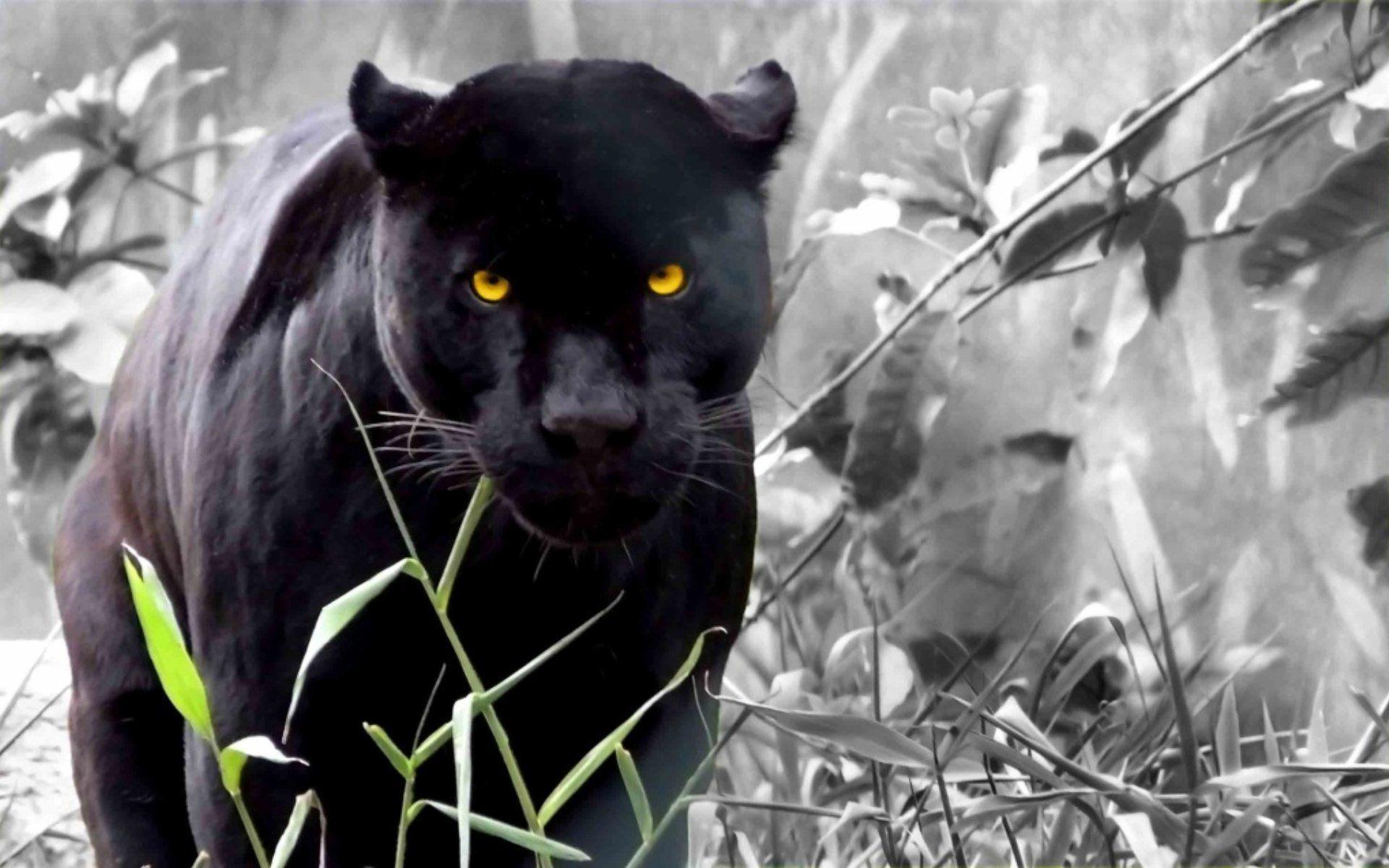 Pantera nera occhi gialli, 1920x1200 Full HD+ WUXGA, Laptop