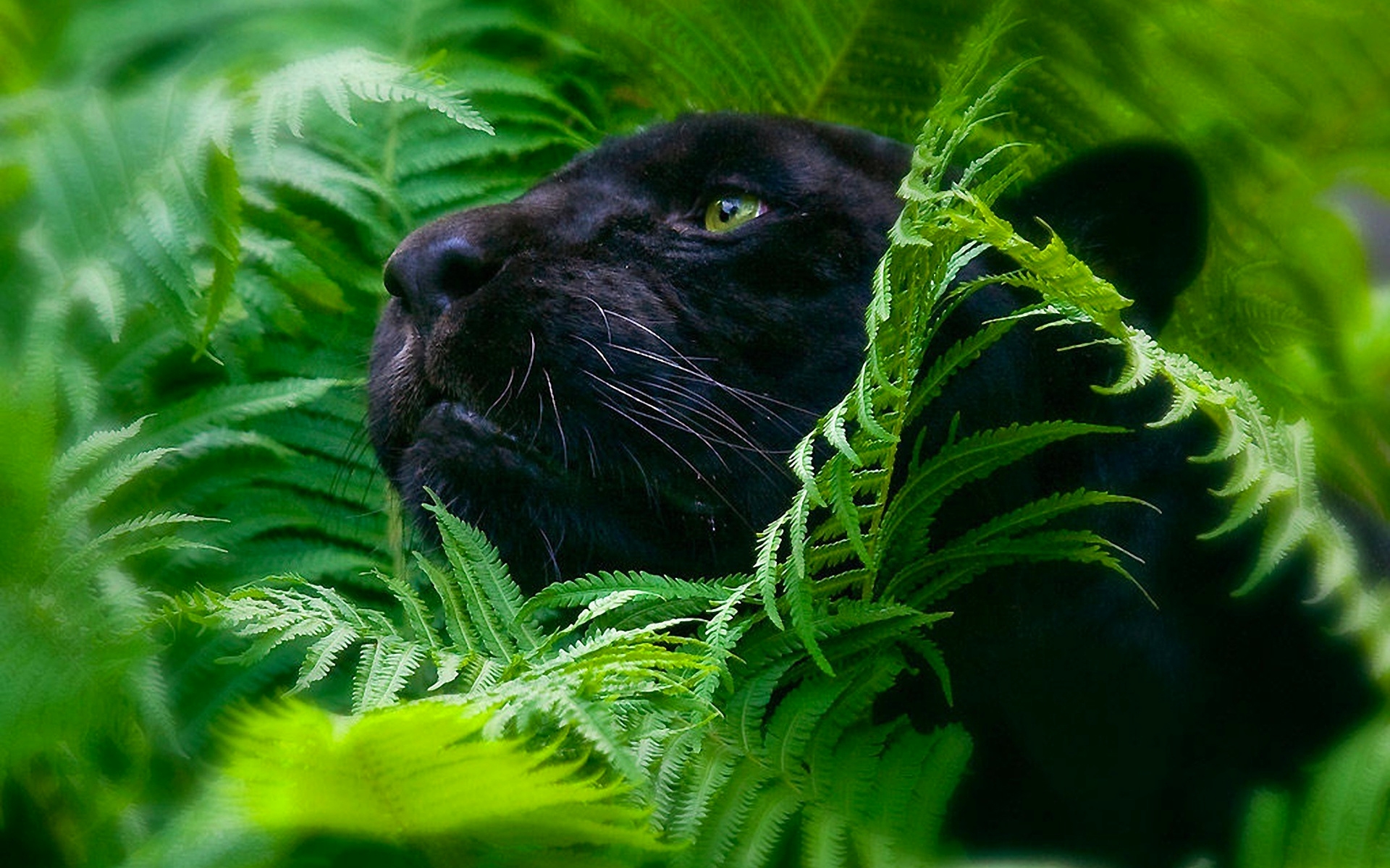 Pantera nera tra felci verdi, 1920x1200 Full HD+ WUXGA, PC