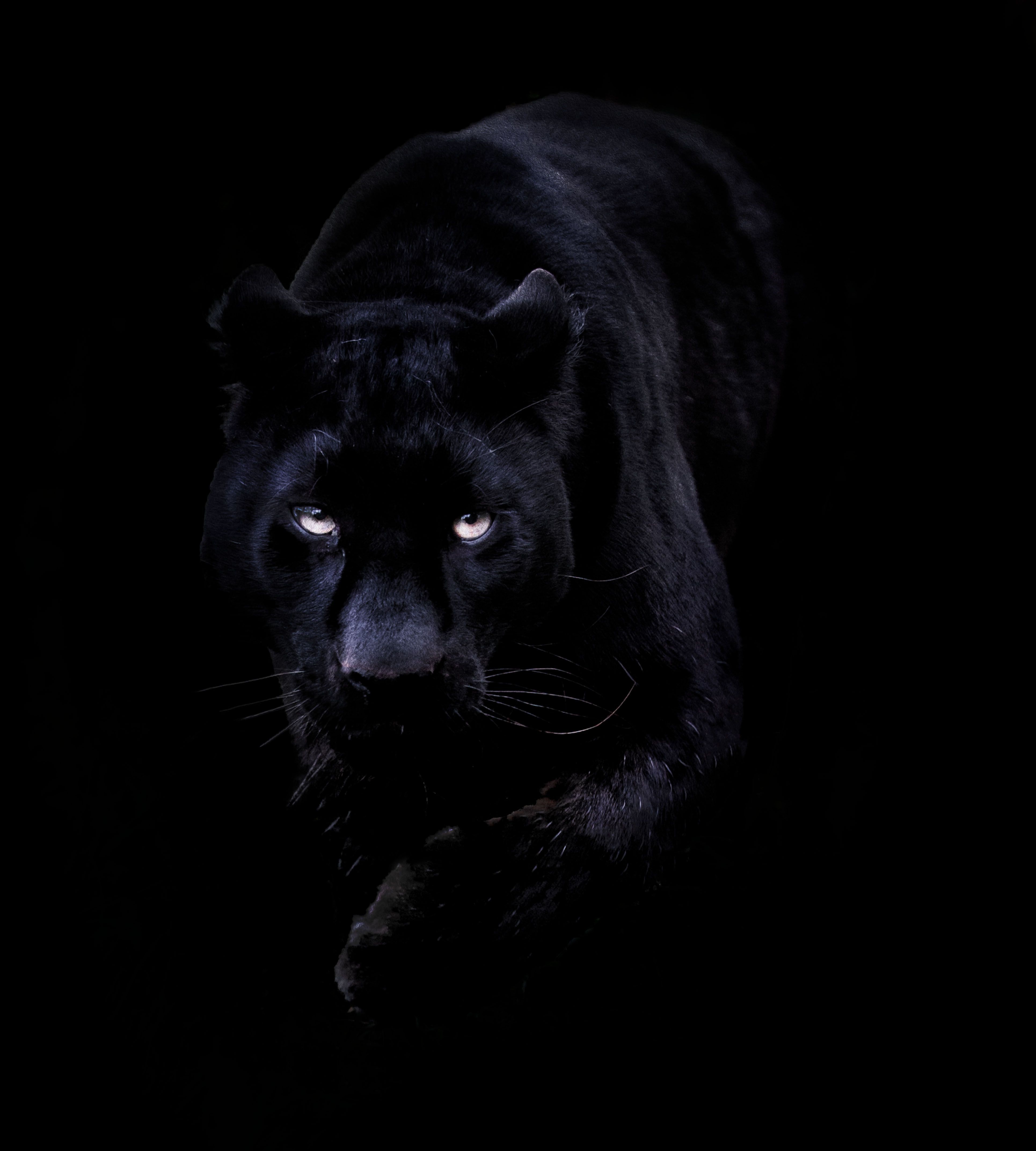 Pantera nera occhi luminosi, 3860x4290 Verticale, Telefono