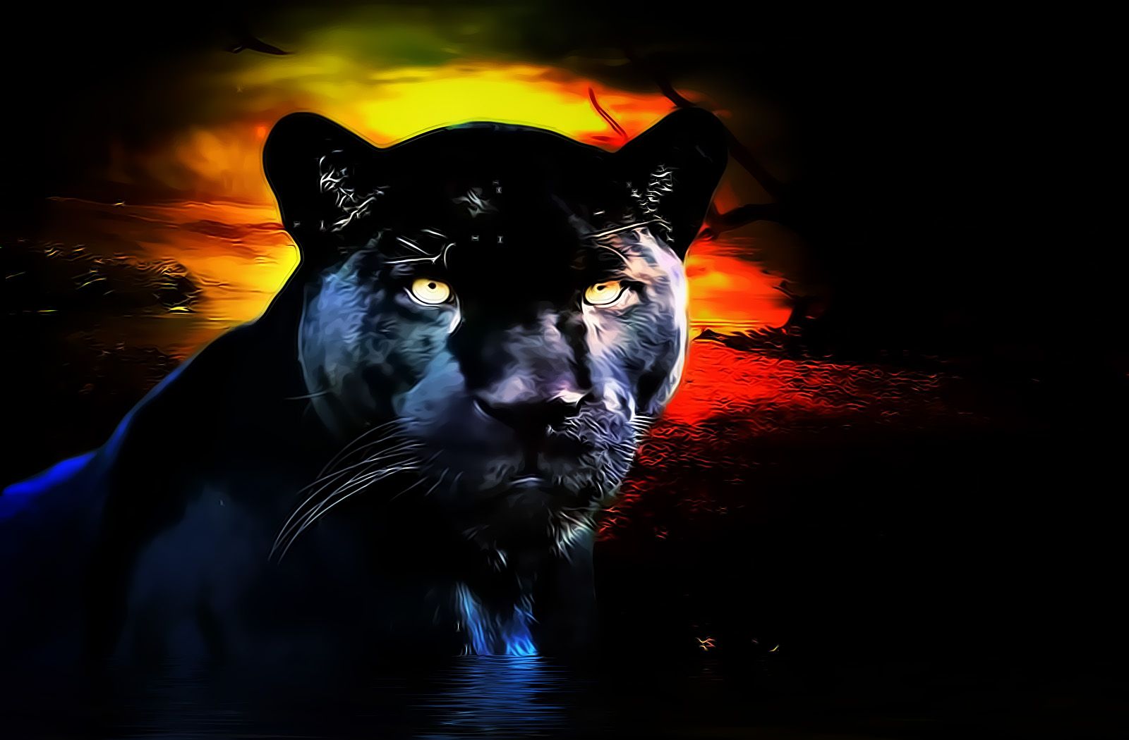 Pantera nera su tramonto, 1600x1050 900p, Desktop