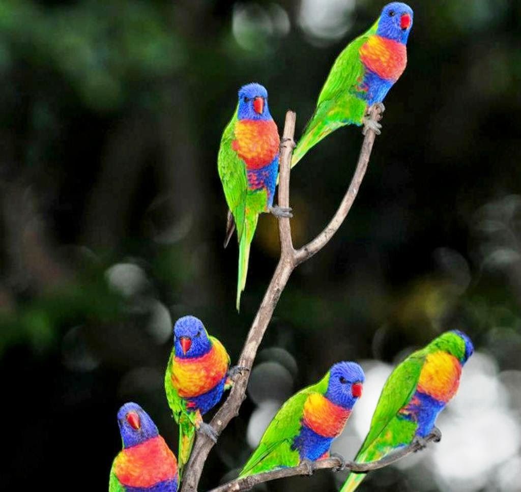Pappagalli lorichetti colorati su ramo, 1024x967 HD, Desktop