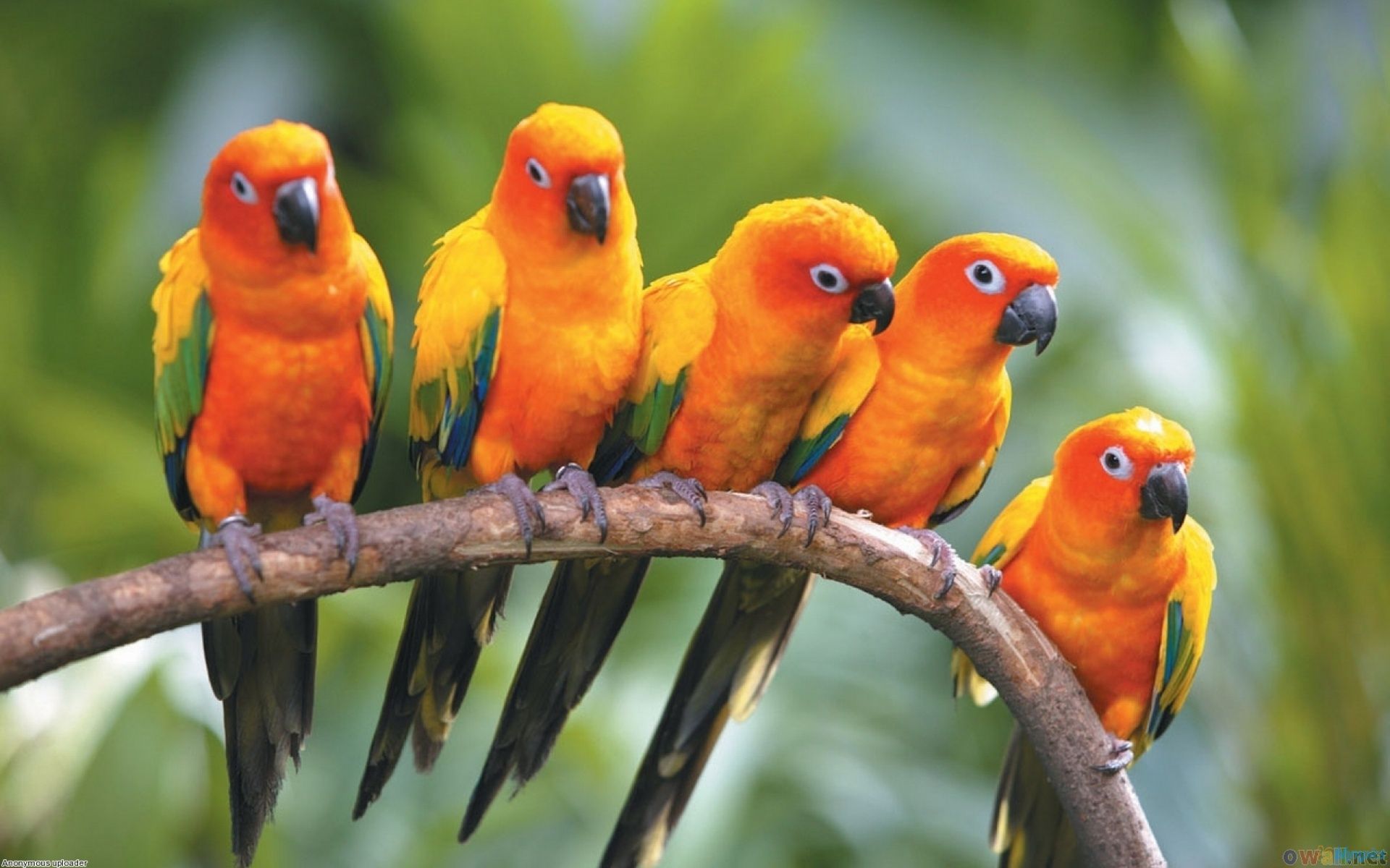 Pappagalli Sun Conure su ramo, 1920x1200 WUXGA, PC