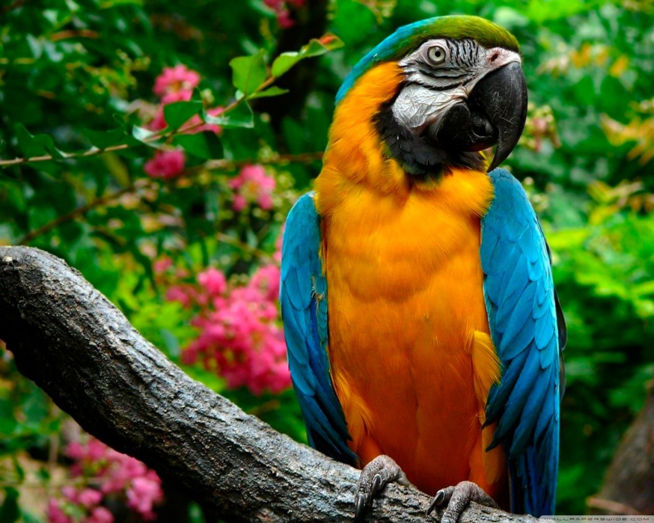 Pappagallo ara giallo blu, 1280x1024 HD, Desktop