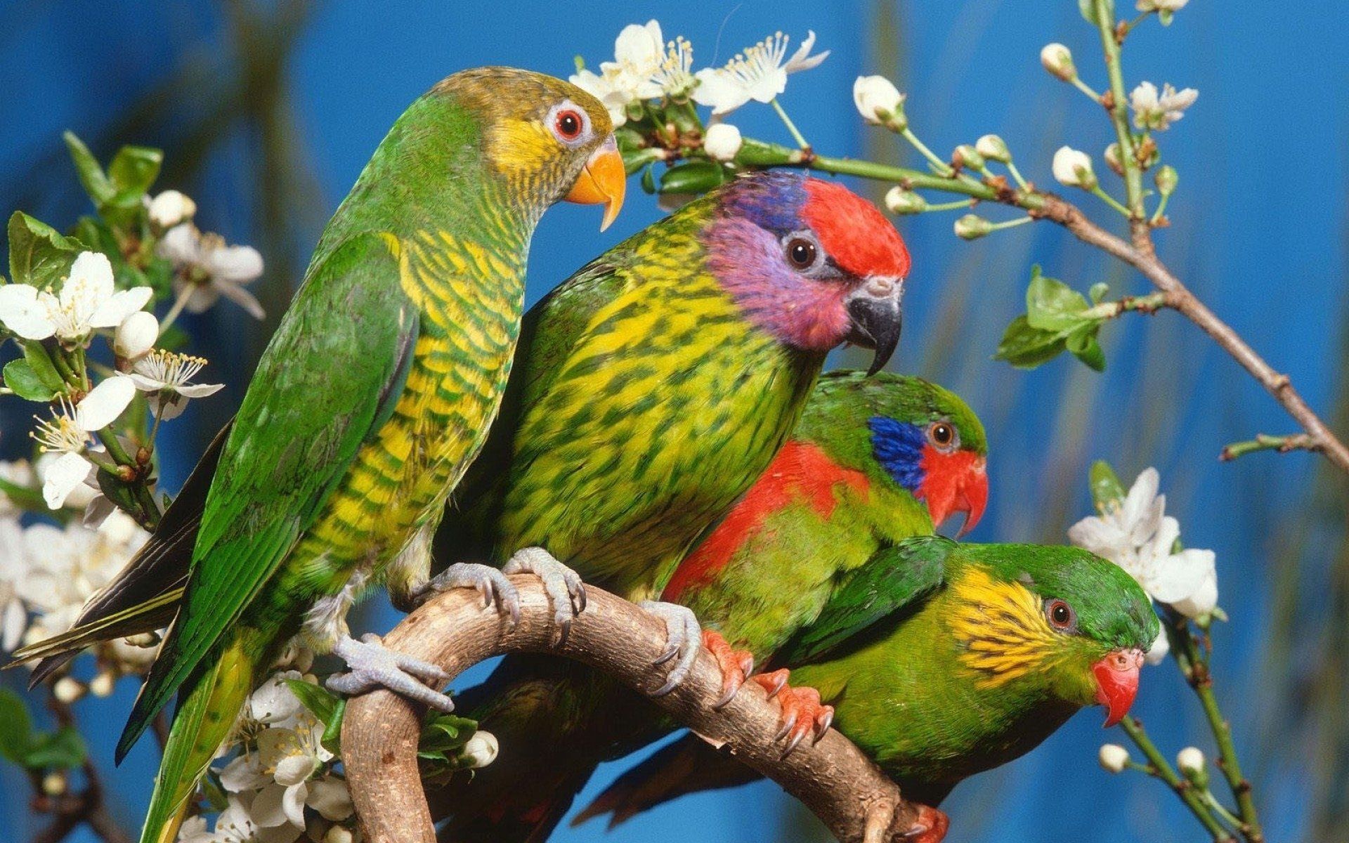 Pappagalli colorati su ramo fiorito, 1920x1200 WUXGA, Desktop