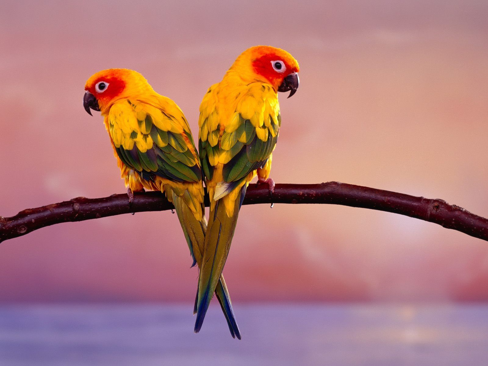 Due pappagalli Sun Conure colorati, 1600x1200 HD Ready, PC