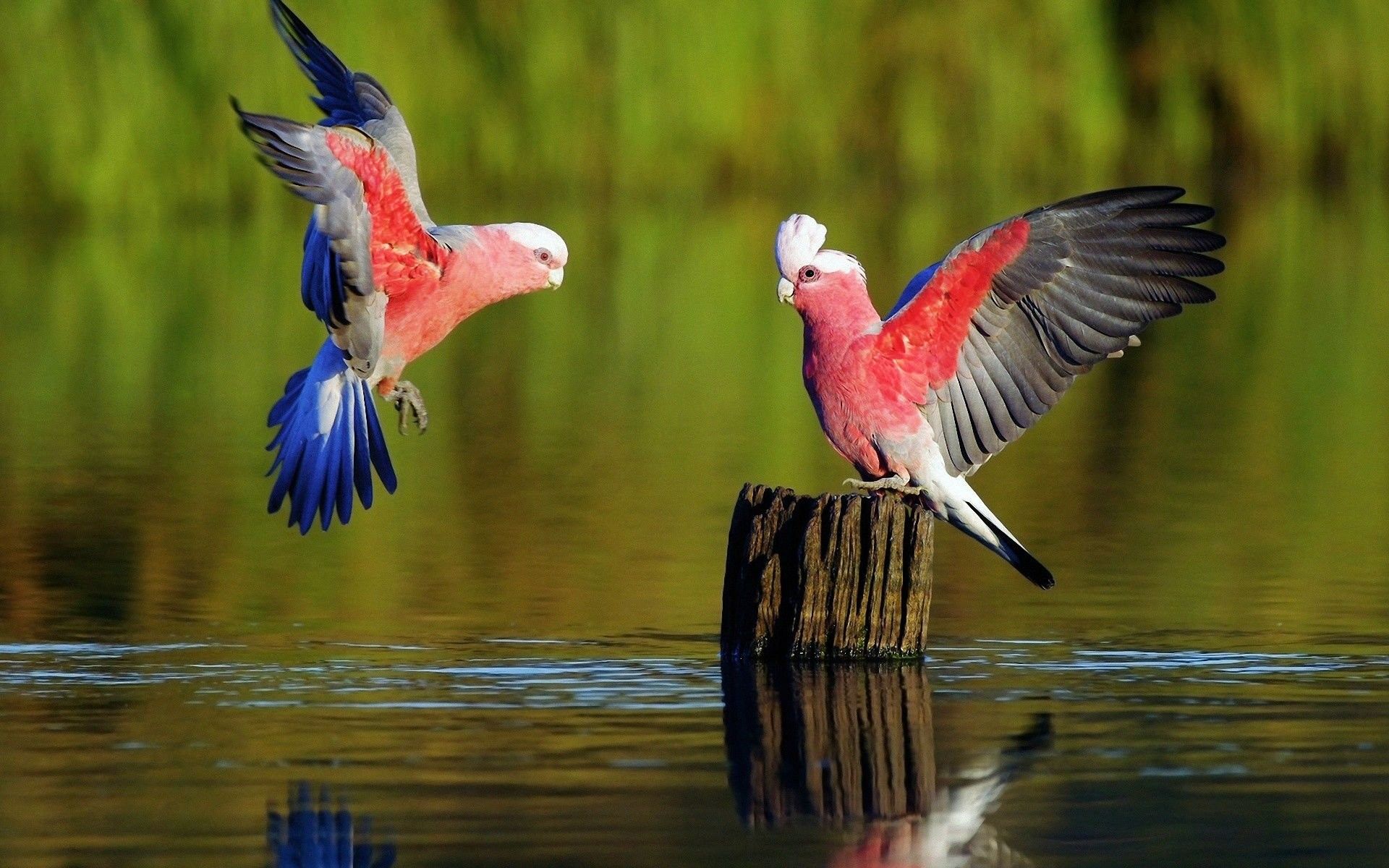 Cacatua rosa in volo, 1920x1200 Full HD+, PC