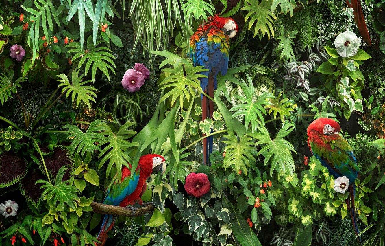 Pappagalli colorati tra foglie tropicali, 1332x850 HD, Desktop
