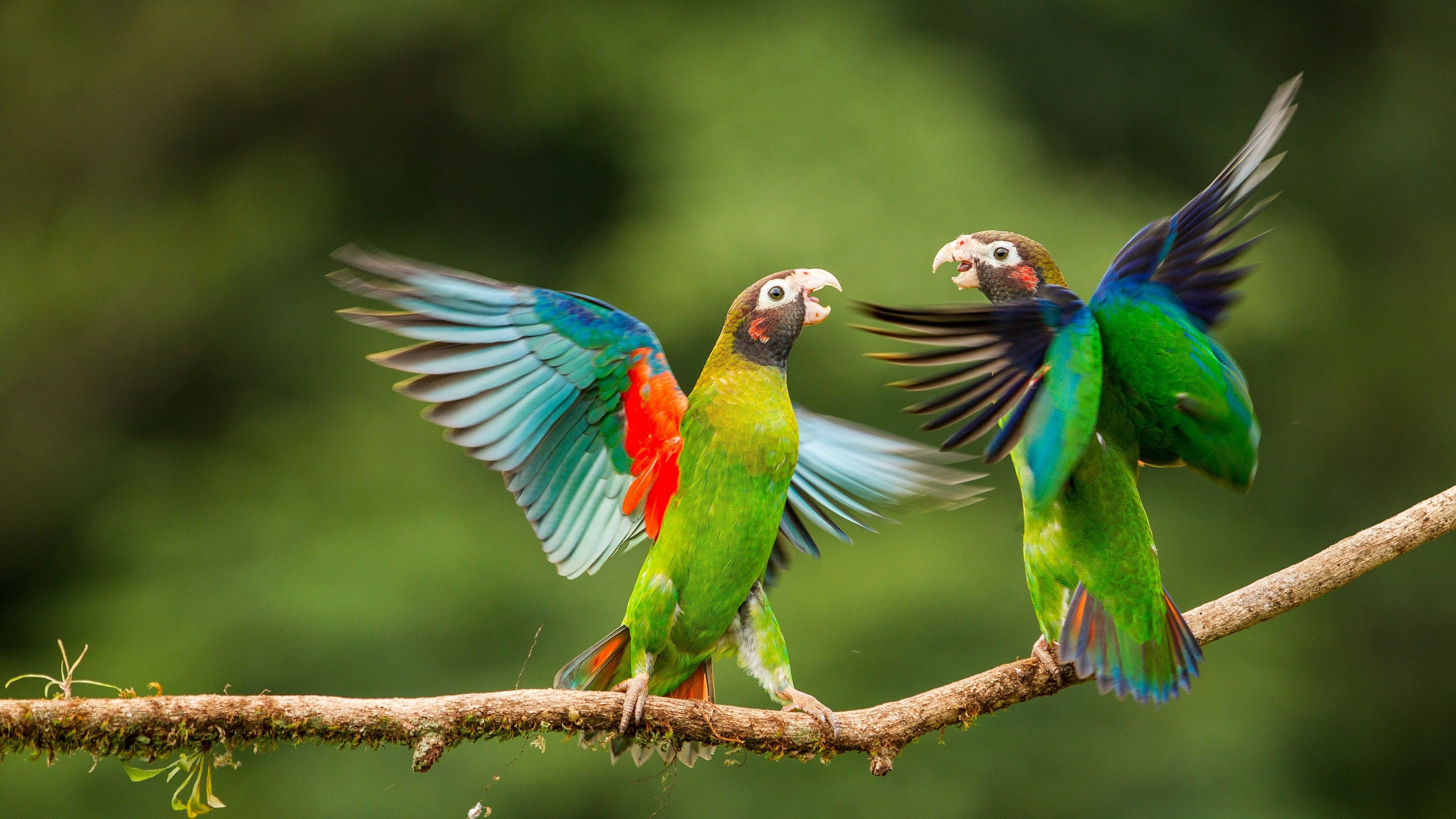 Due pappagalli verdi su ramo, 3840x2160 UHD, Monitor 4K