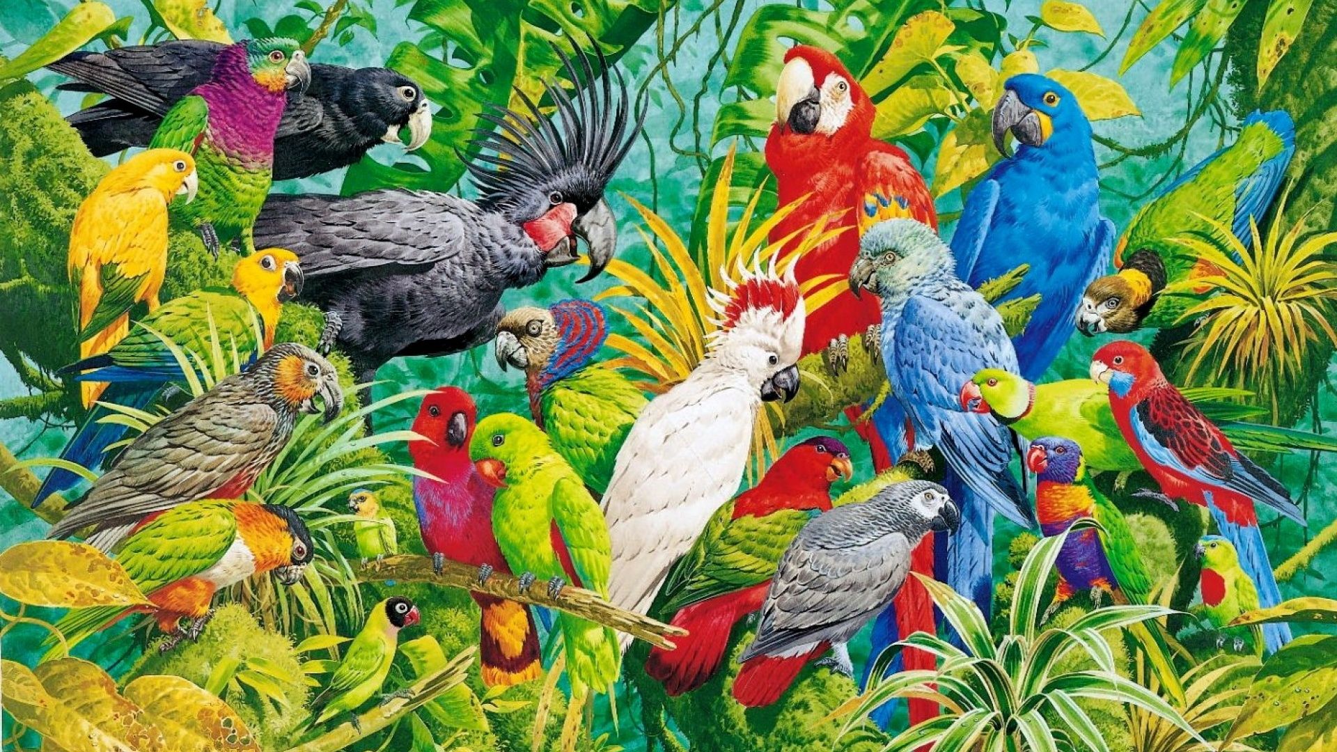 Gruppo pappagalli colorati giungla, 1920x1080 Full HD 1080p, Desktop