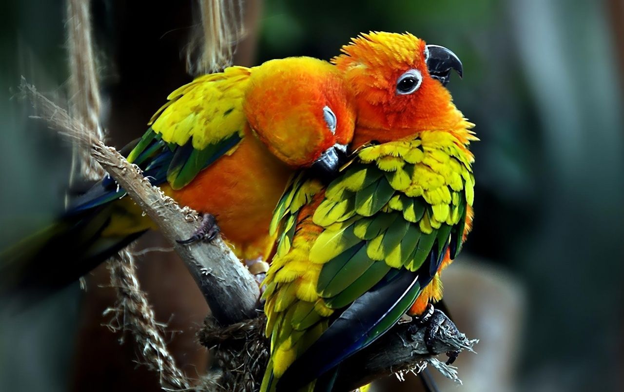 Due pappagalli colorati abbracciati, 1280x804 720p, Laptop