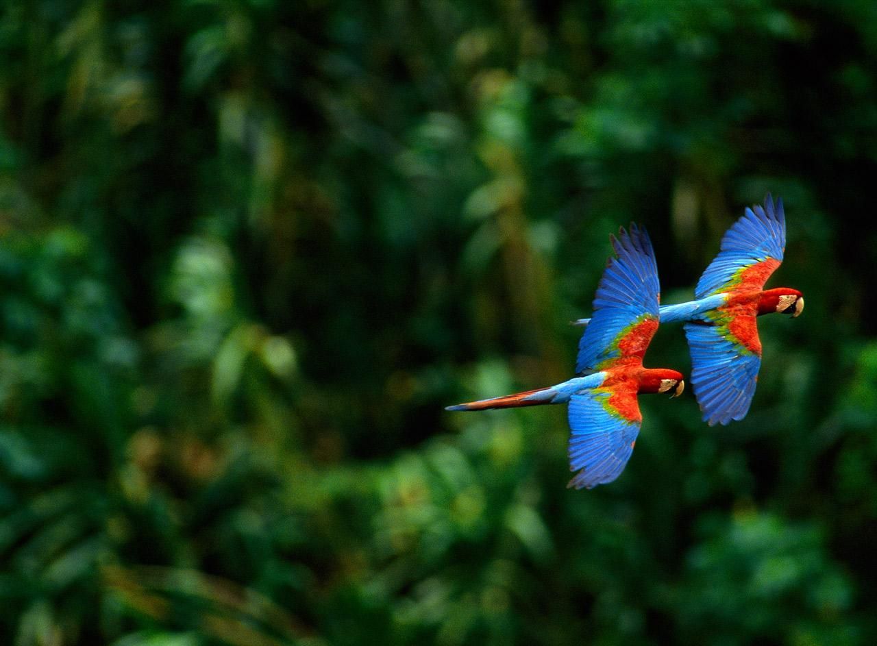 Due pappagalli ara in volo, 1280x943 720p, PC