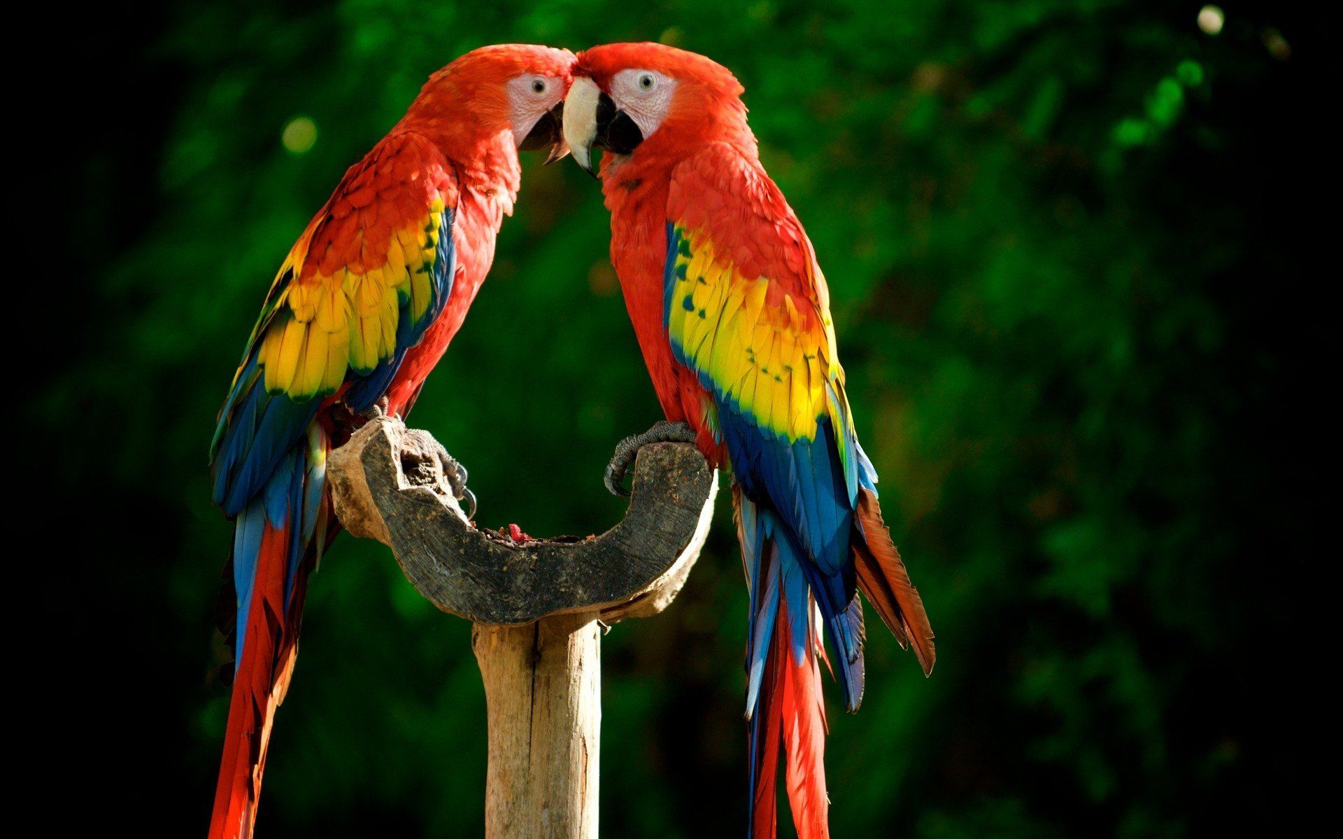 Due pappagalli ara scarlatti, 1920x1200 Full HD+, PC Desktop