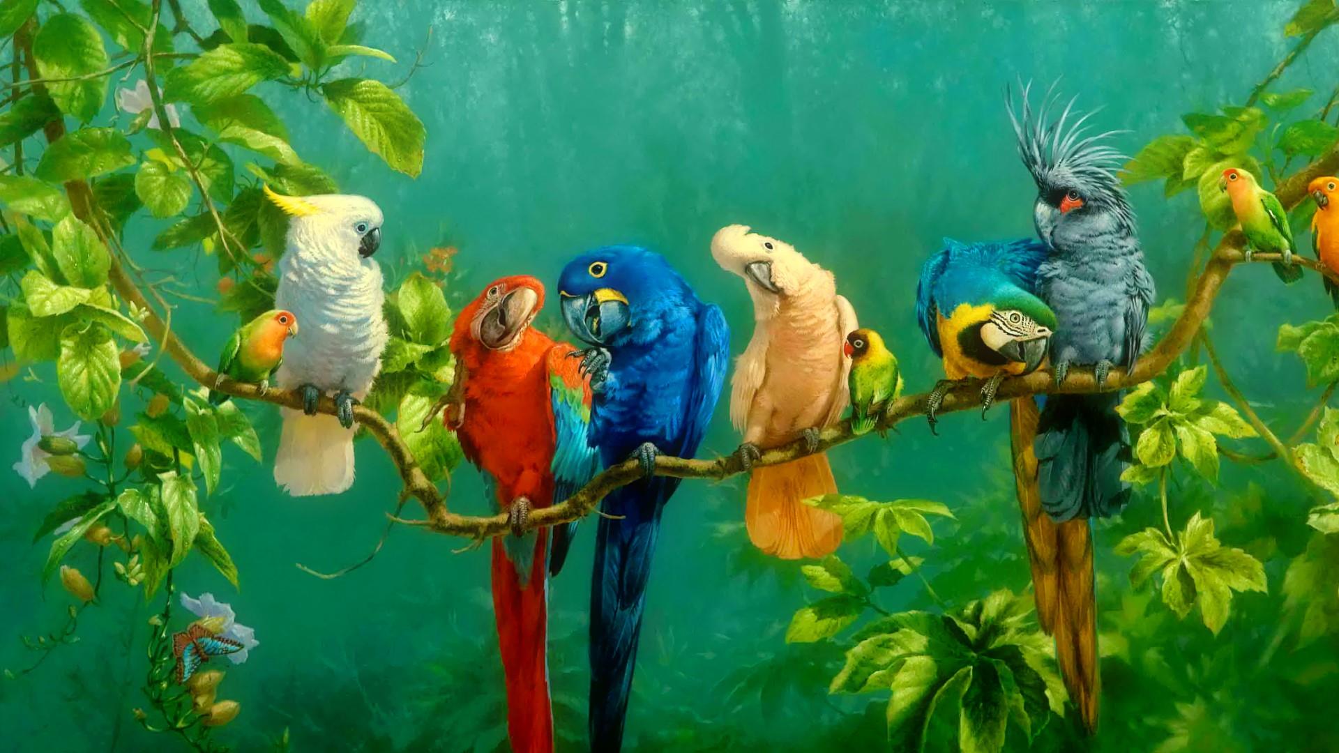 Pappagalli colorati su ramo, 1920x1080 1080p, Laptop