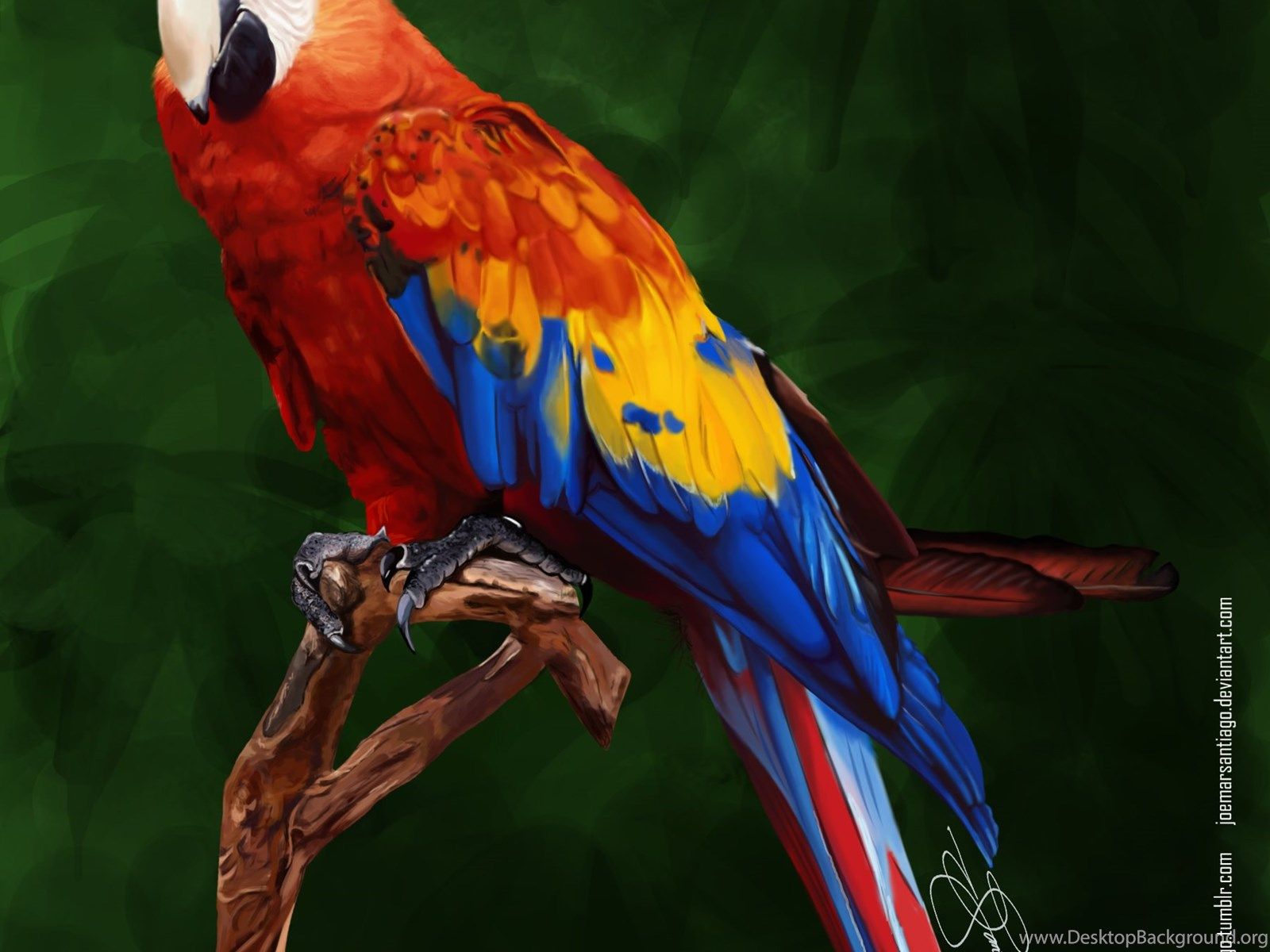 Pappagallo ara colorato, 1600x1200 HD, PC