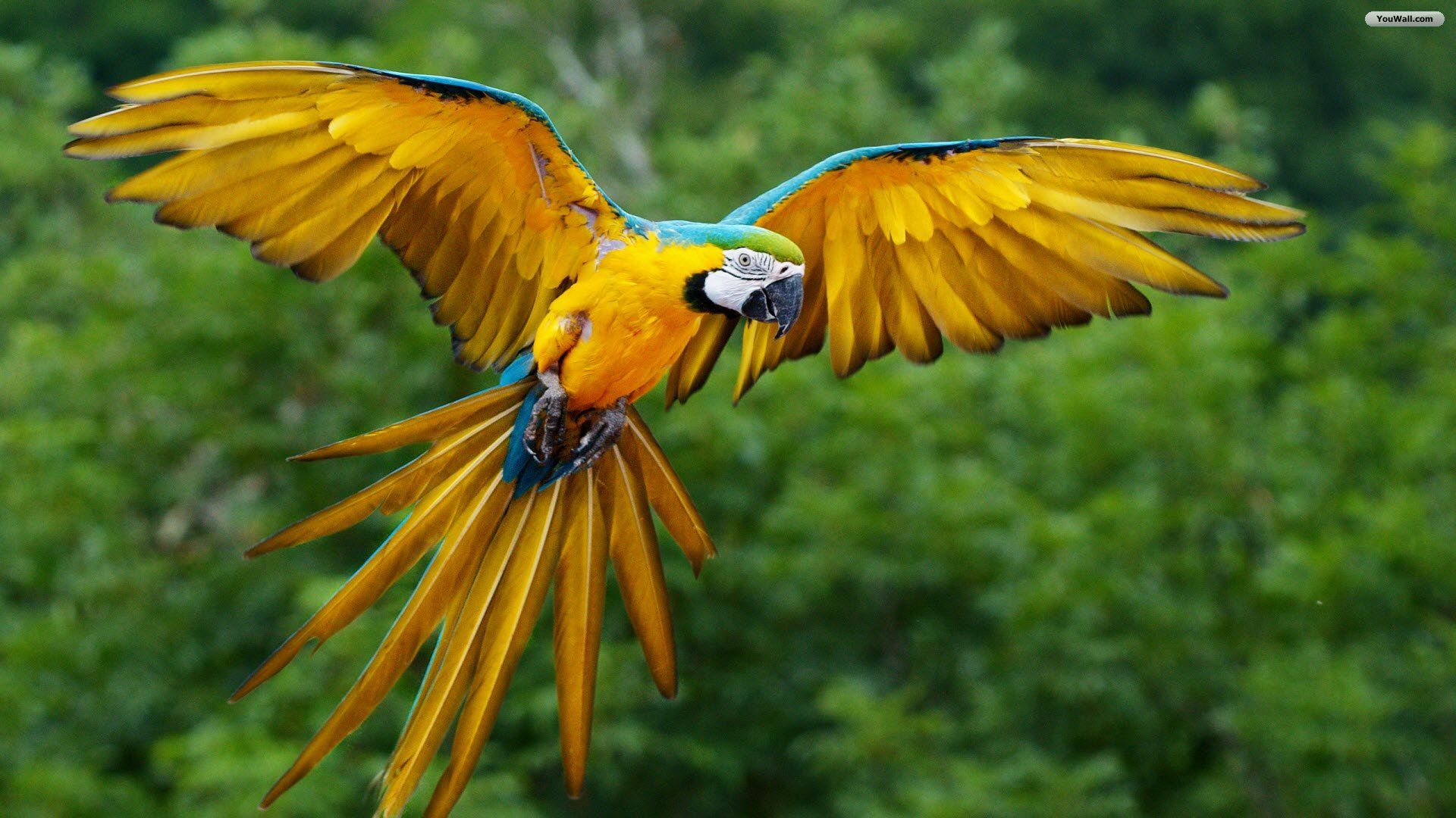 Pappagallo ara in volo, 1920x1080 1080p, Desktop