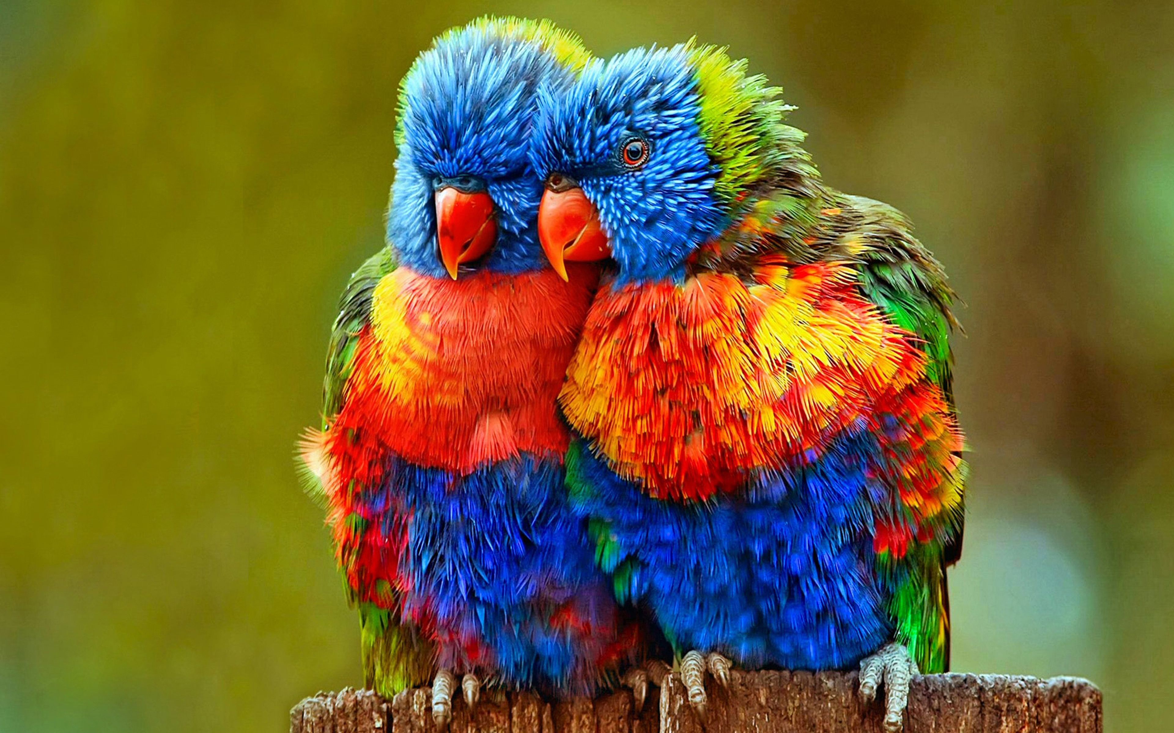 Due pappagalli colorati abbracciati, 3840x2400 Ultra HD, Monitor 4K