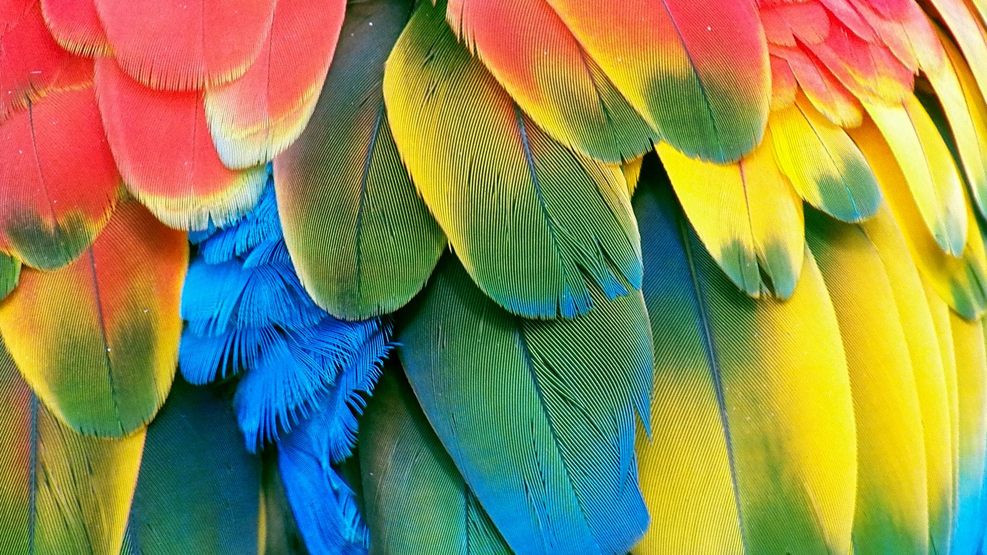 Piume colorate pappagallo macao, 1920x1080 Full HD, Desktop
