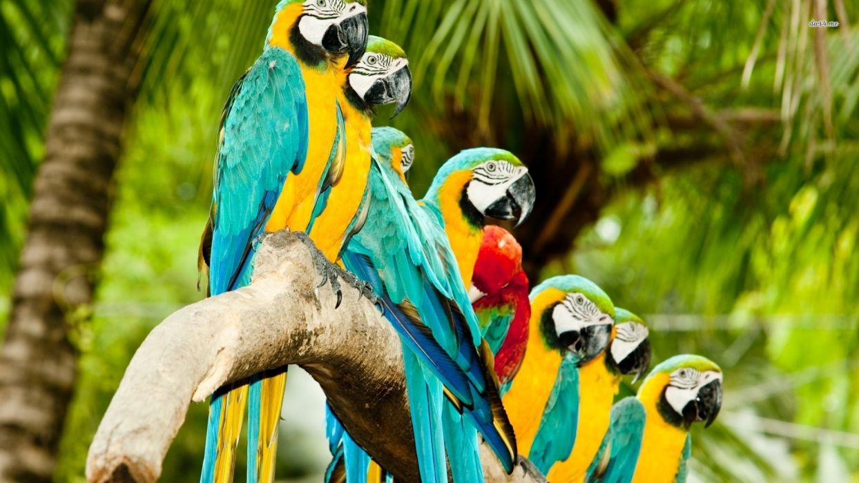 Pappagalli macao blu e giallo, 1244x700 HD, PC