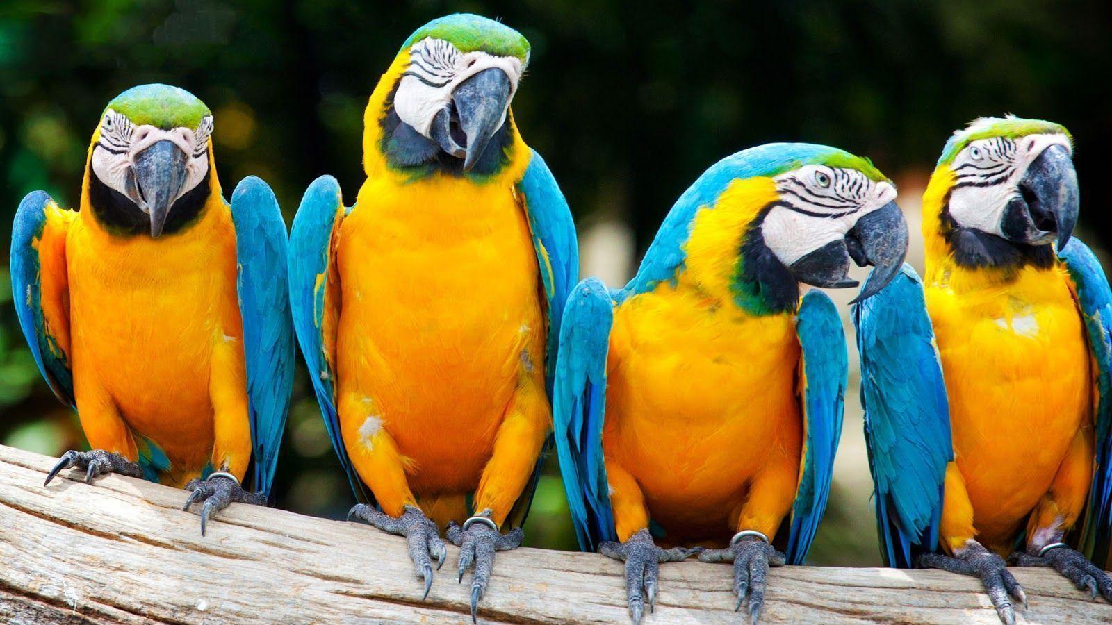 Pappagalli Ara su ramo, 1600x900 HD Ready, Desktop