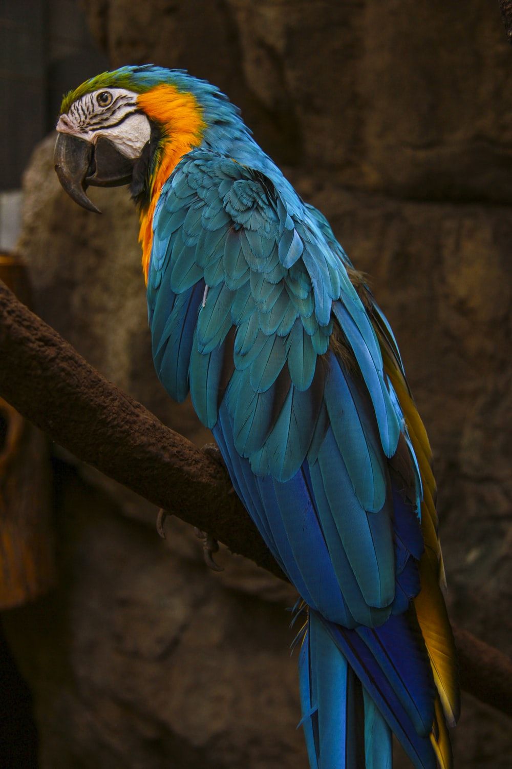 Pappagallo ara blu e giallo, 1000x1500 Full HD Verticale, Smartphone