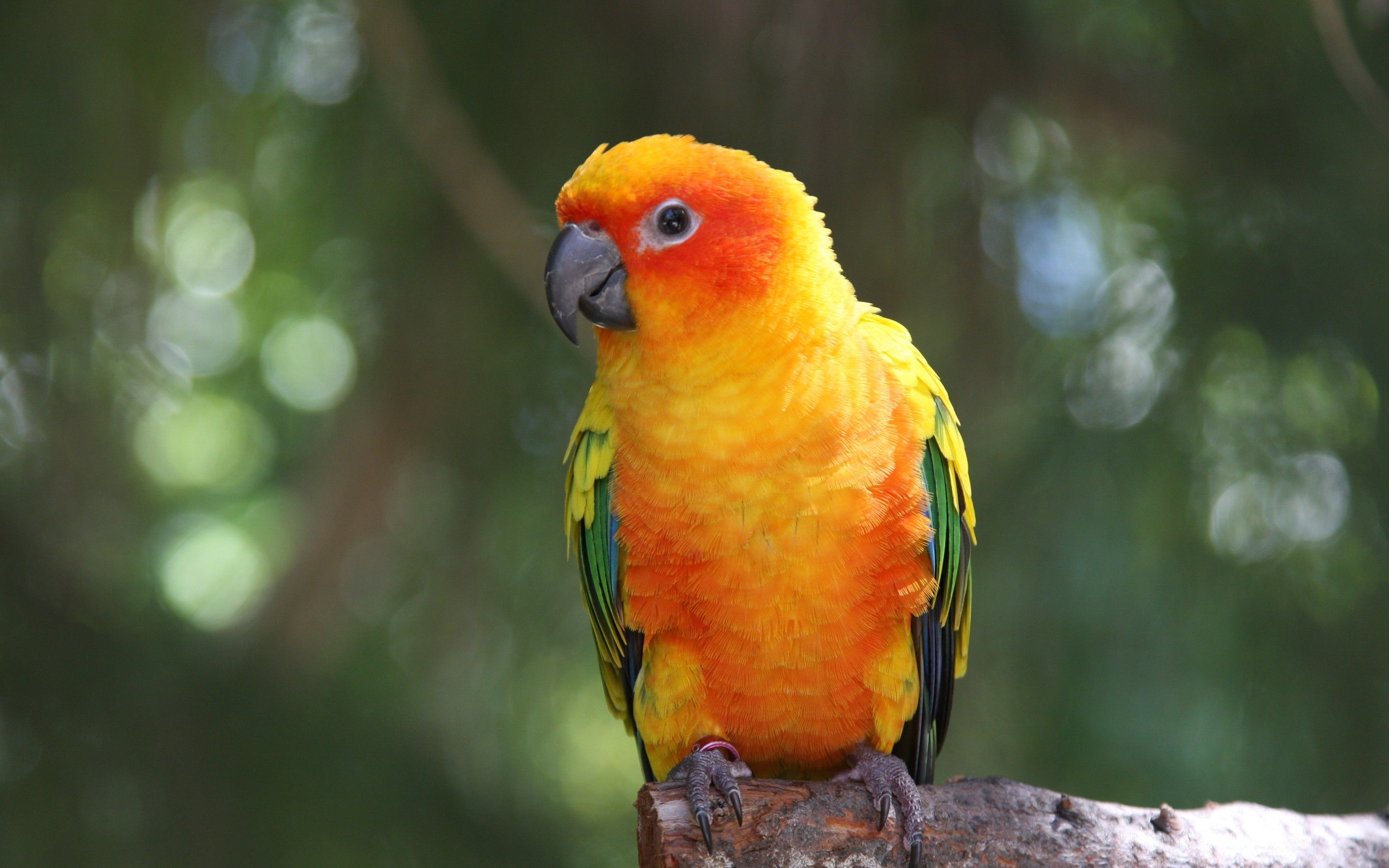 Pappagallo giallo arancione su ramo, 2880x1800 2K+, MacBook Pro