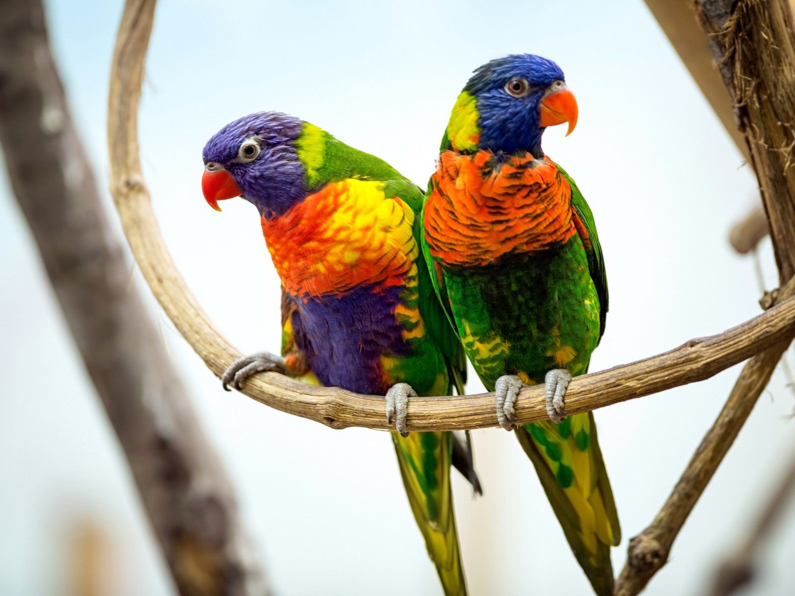 Due pappagalli arcobaleno colorati, 1600x1200 HD Ready, PC