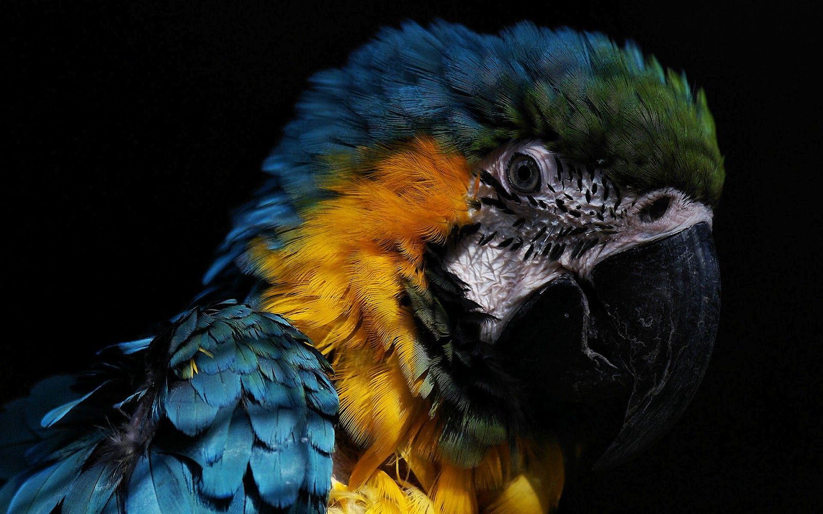Pappagallo ara giallo blu, 1600x1000 900p, Laptop