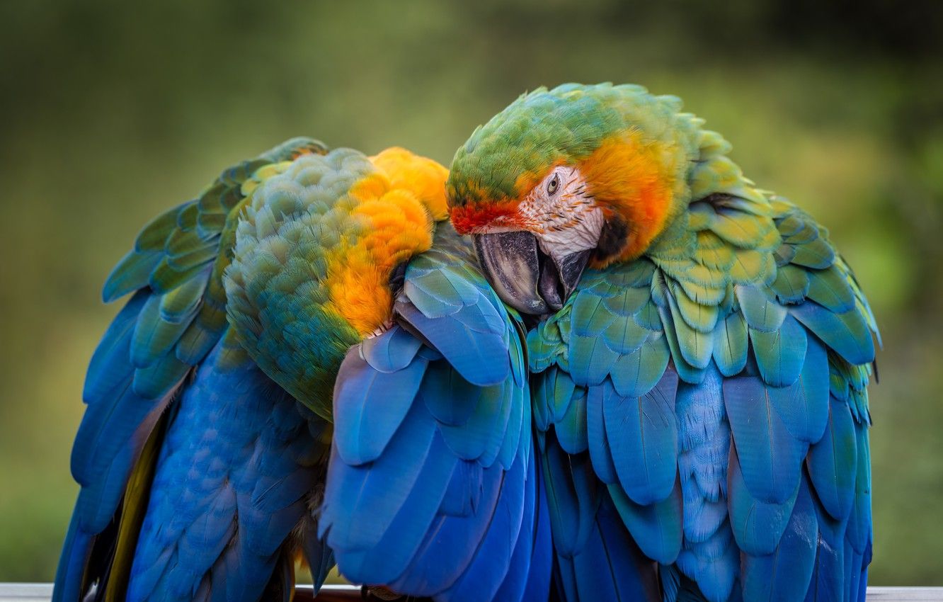 Coppia pappagalli ara colorati, 1332x850 720p, Laptop