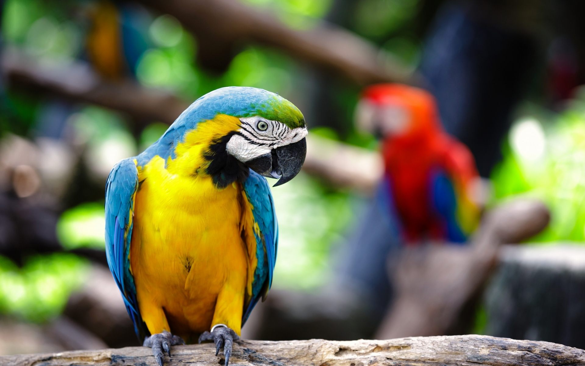 Pappagallo ara blu e giallo, 1920x1200 Full HD+ WUXGA, Desktop