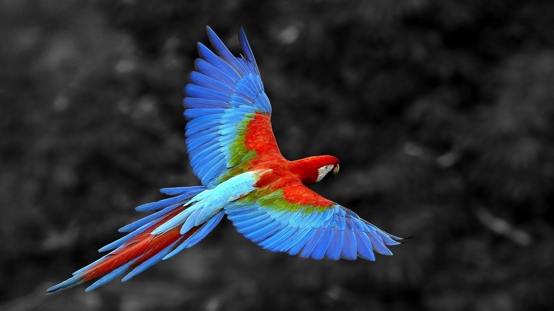 Pappagallo ara colorato in volo, 1920x1080 1080p, Desktop