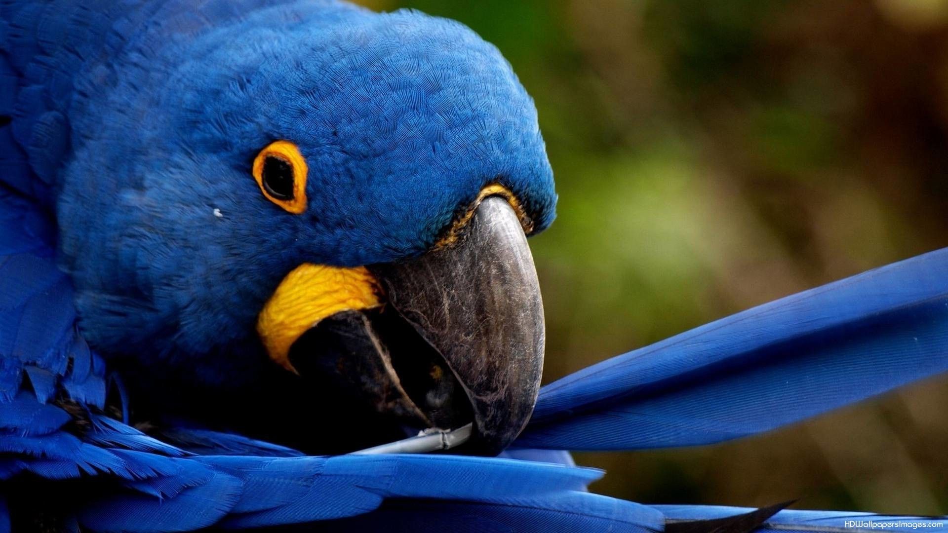 Pappagallo blu ara giacinto, 1920x1080 1080p, PC
