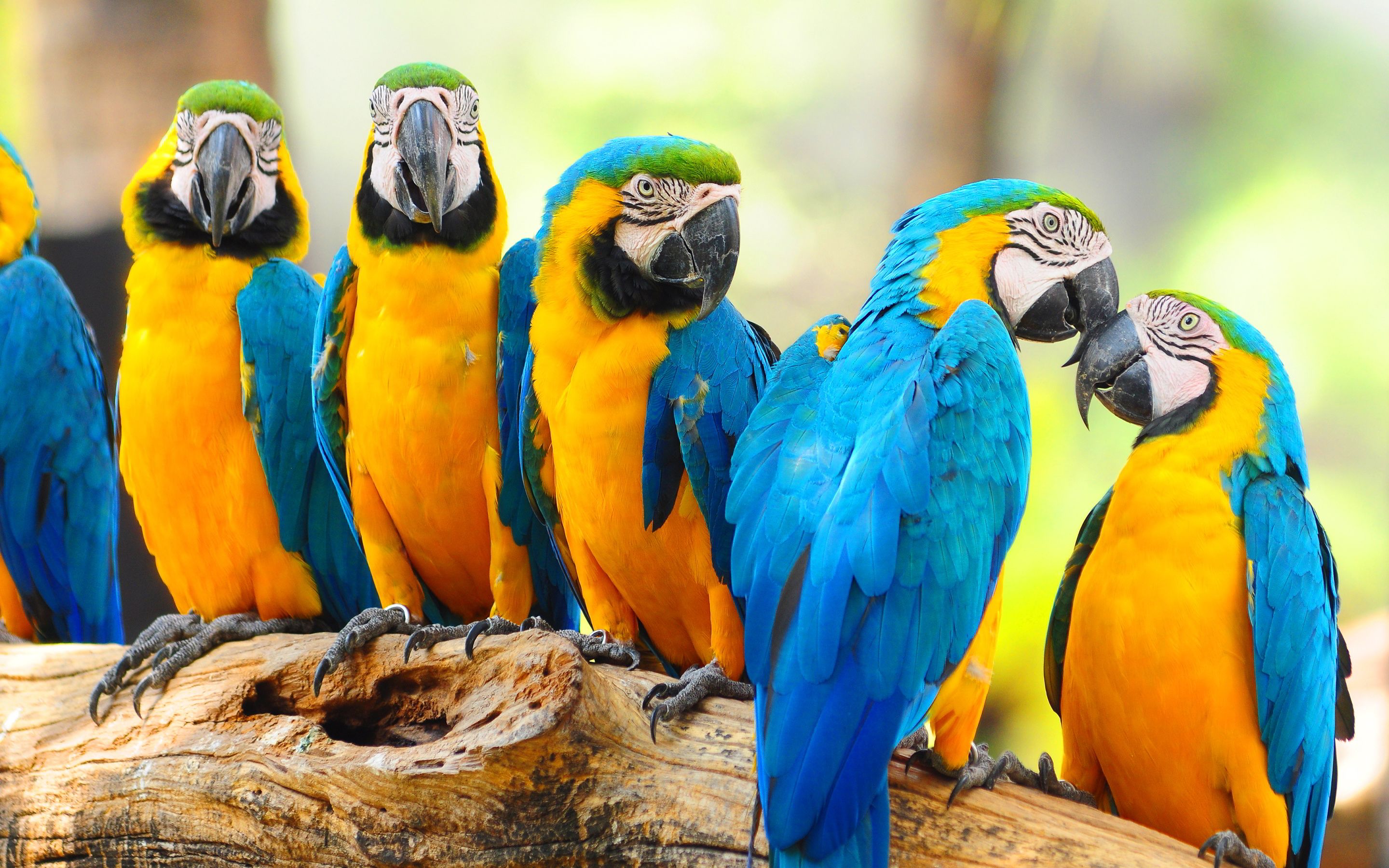 Pappagalli Ara blu e giallo, 2880x1800 2K+, Desktop