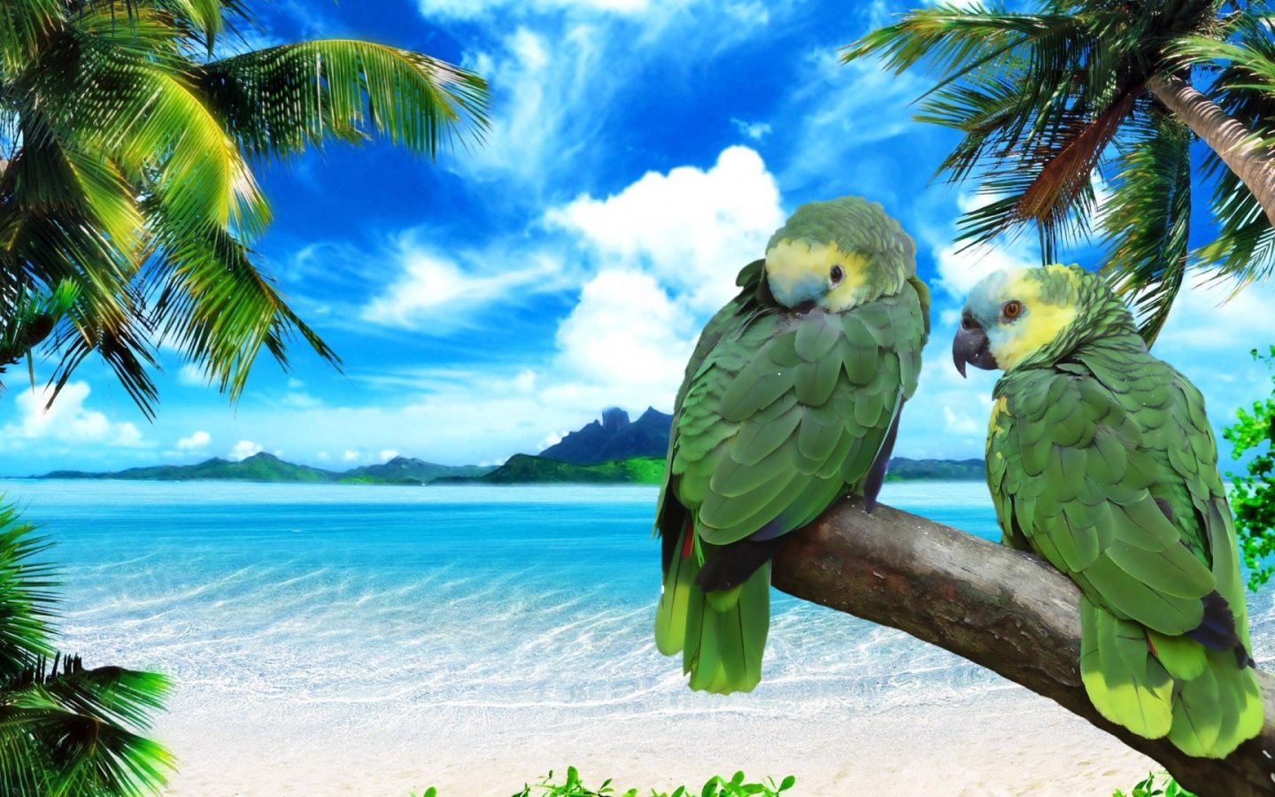 Pappagalli verdi su spiaggia tropicale, 1440x900 HD, Desktop