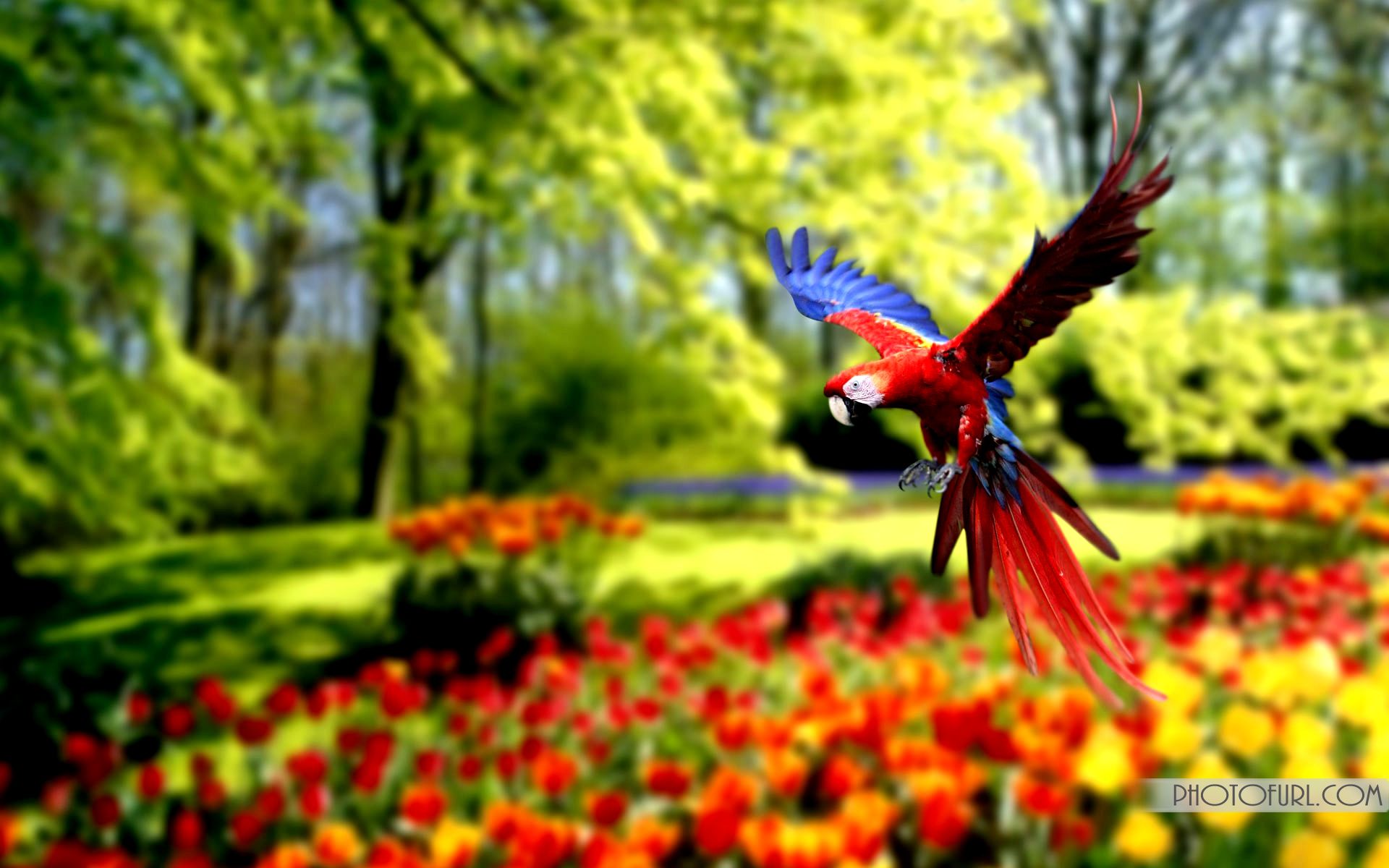 Pappagallo ara in volo, giardino, 1920x1200 WUXGA, iMac