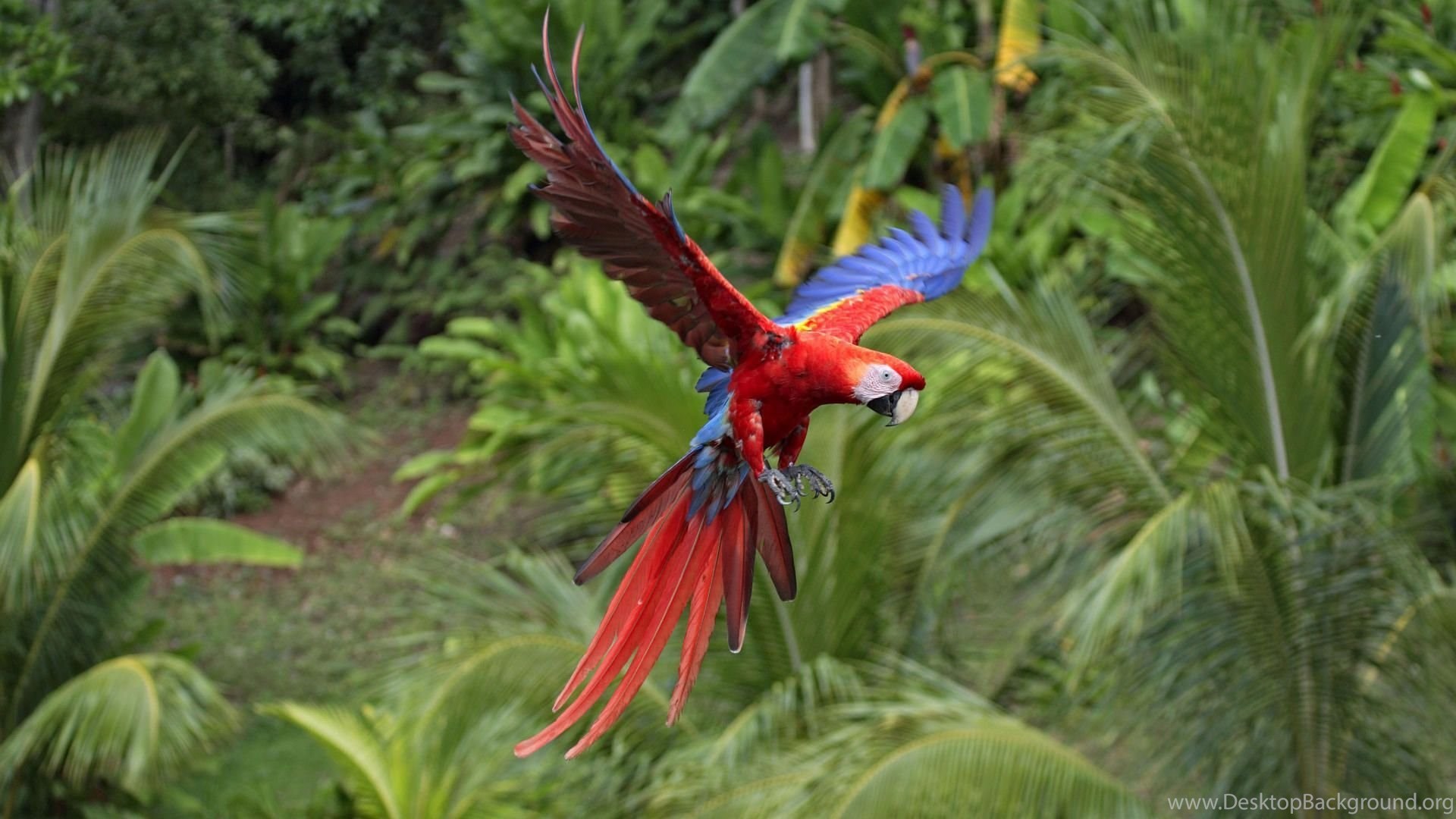 Pappagallo ara rosso in volo, 1920x1080 Full HD, PC