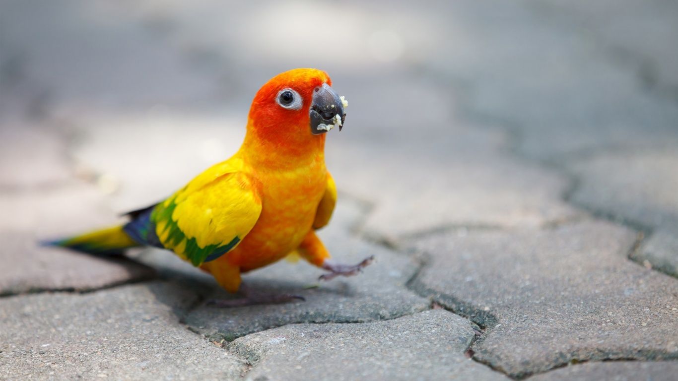 Pappagallo colorato su pavimento, 1366x768 HD, Desktop