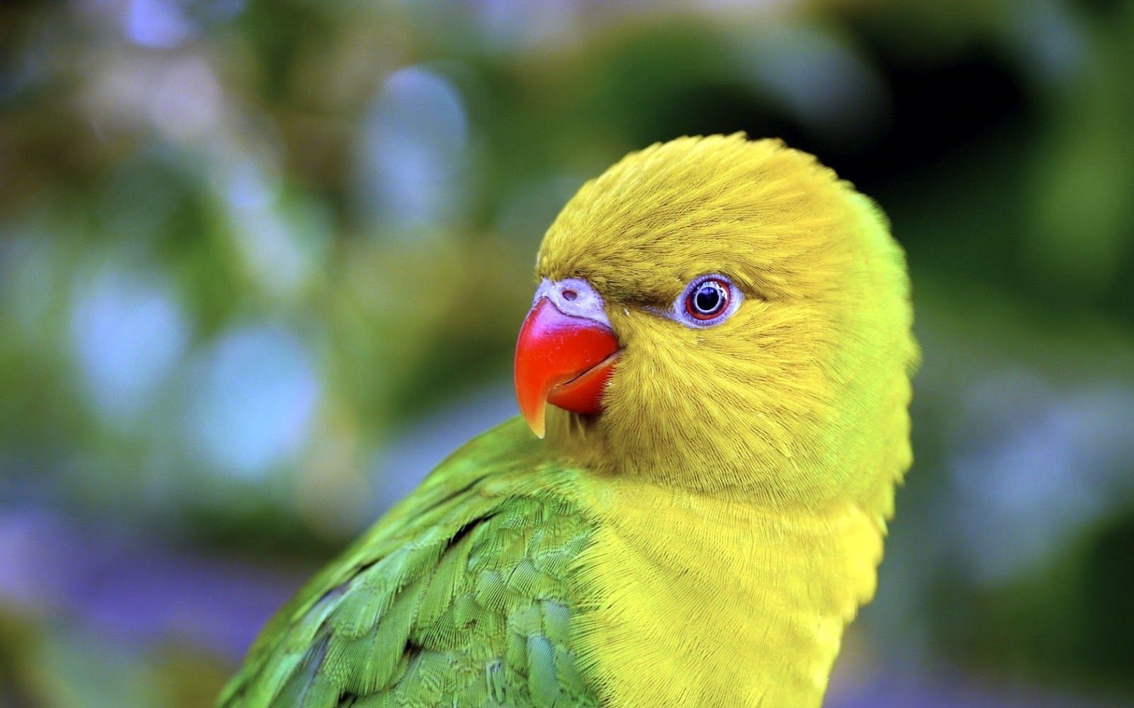 Pappagallo verde e giallo, 1600x1000 HD, ROG Asus Laptop