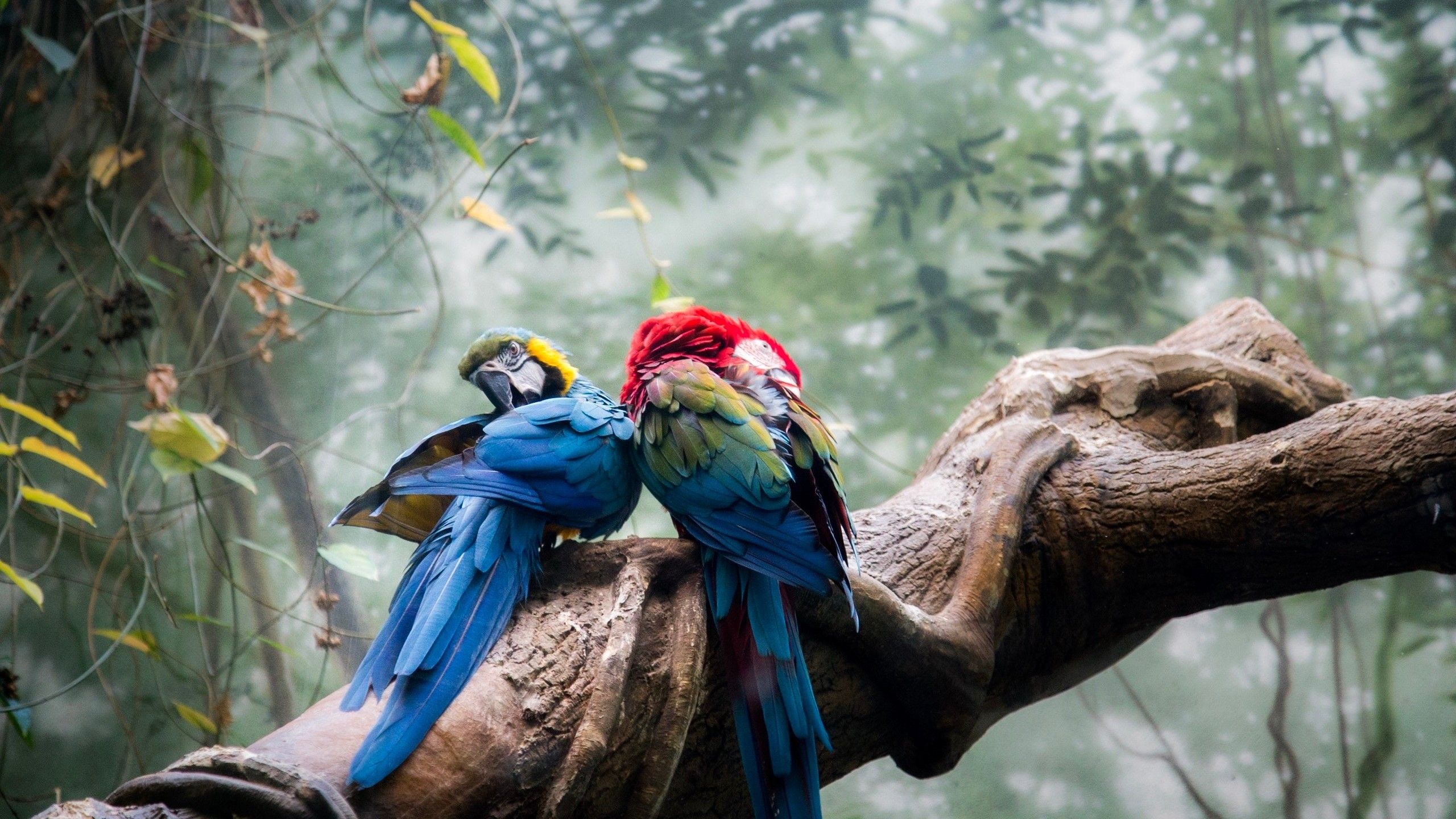 Coppia di pappagalli colorati, 2560x1440 QHD, Laptop