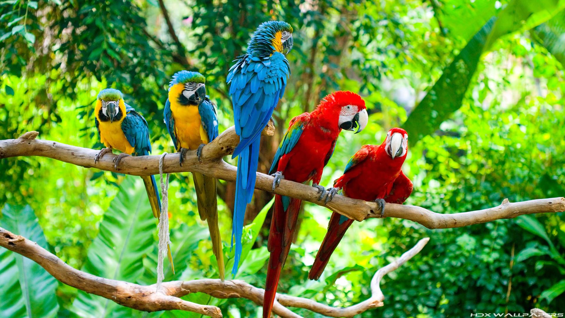 Pappagalli ara colorati, 1920x1080 1080p, PC Desktop